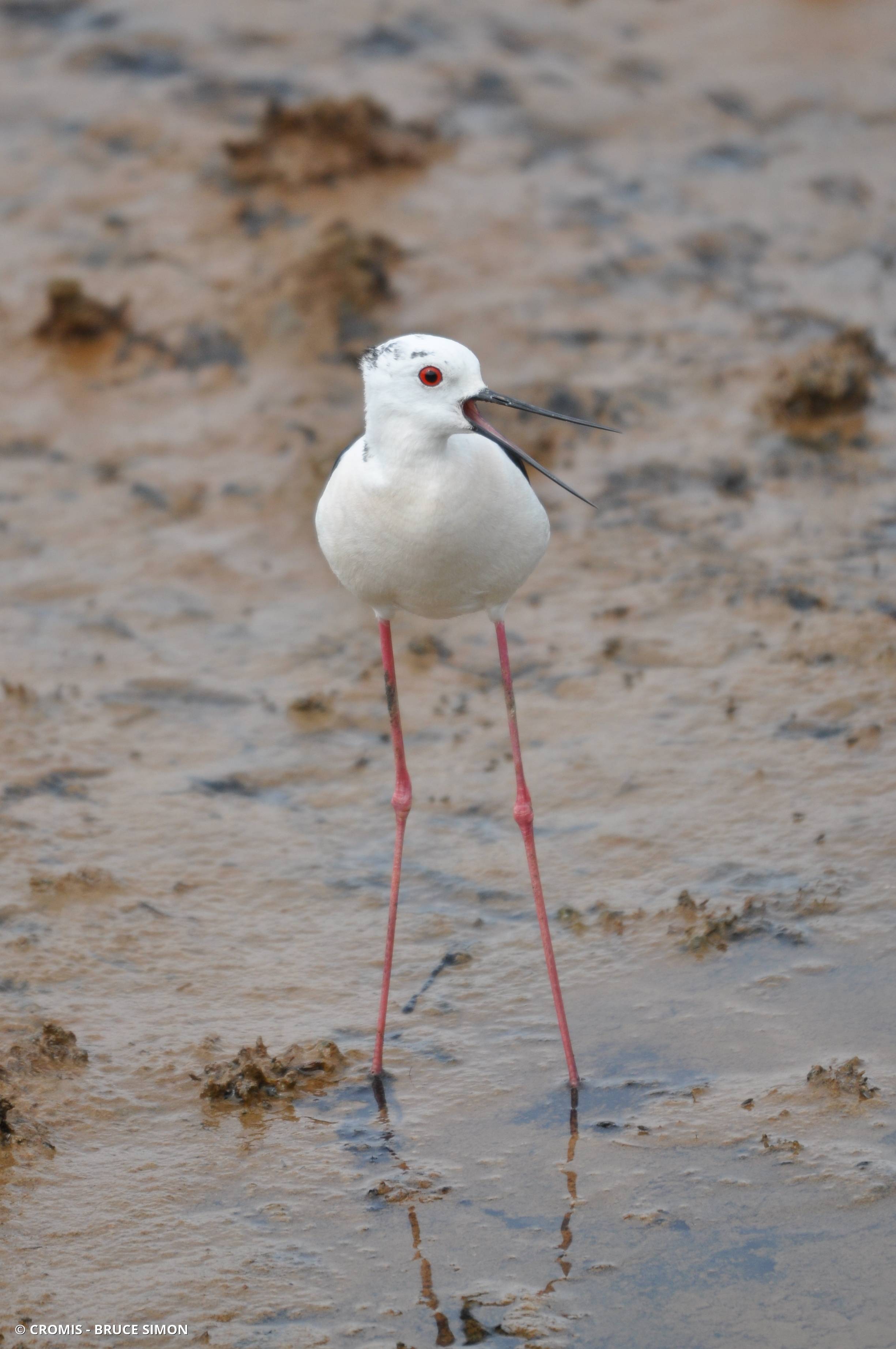 Echasse blanche