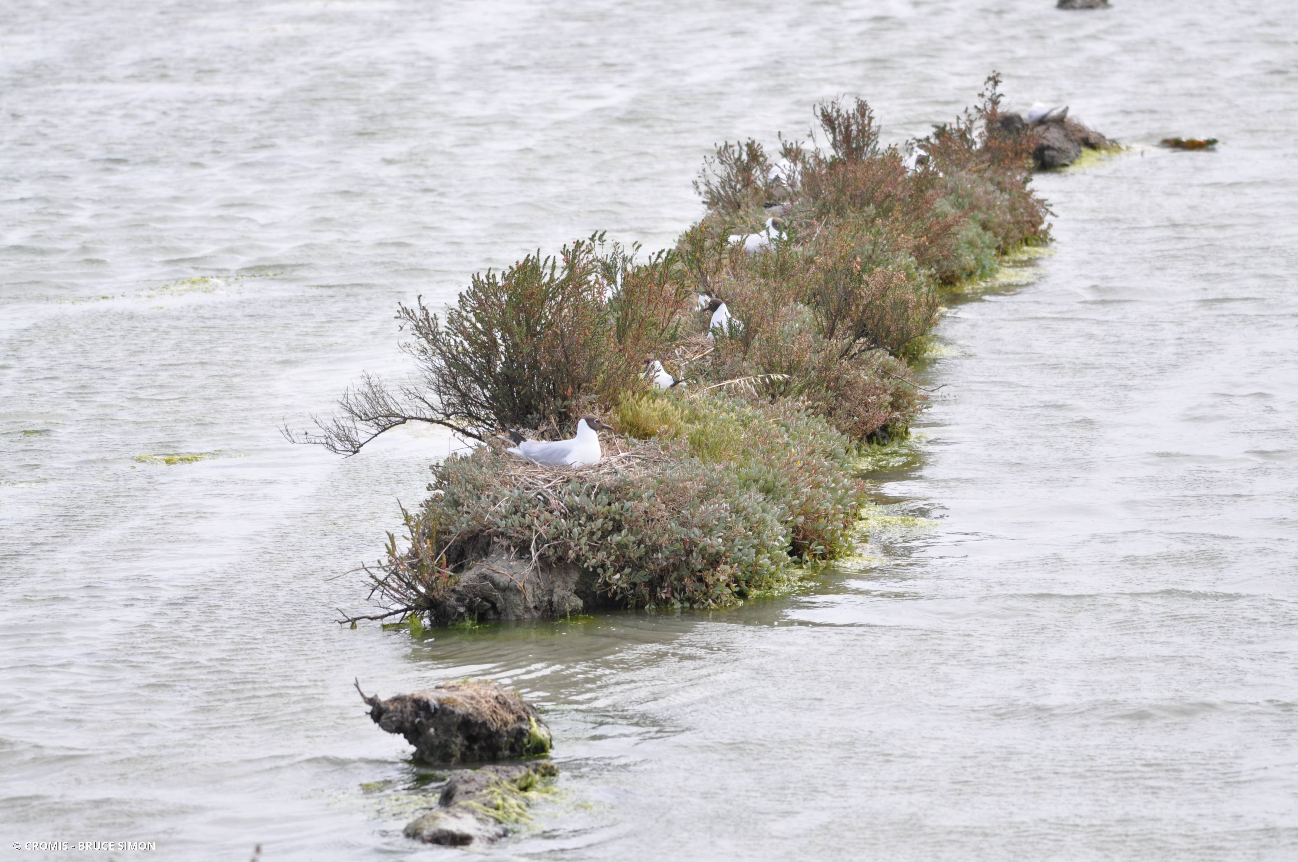 Mouette rieuse