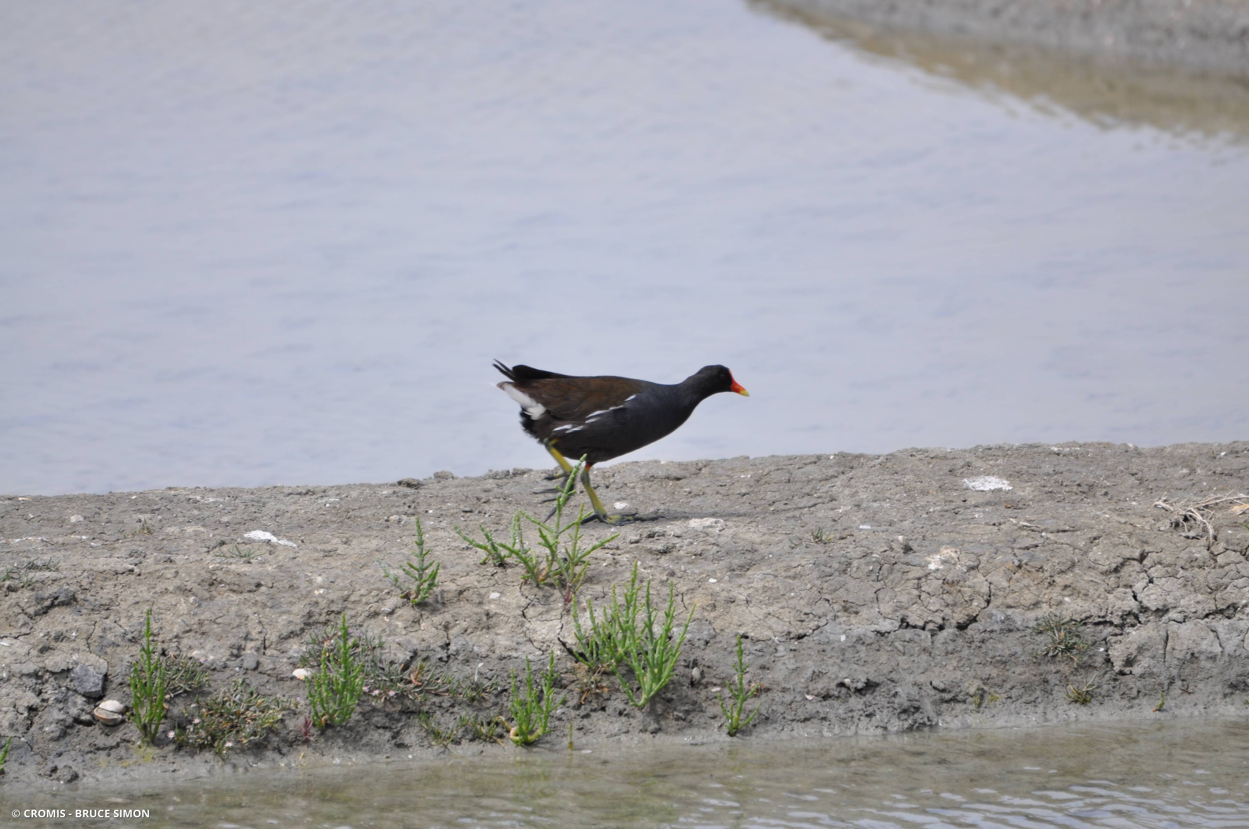 Gallinule poule-d'eau