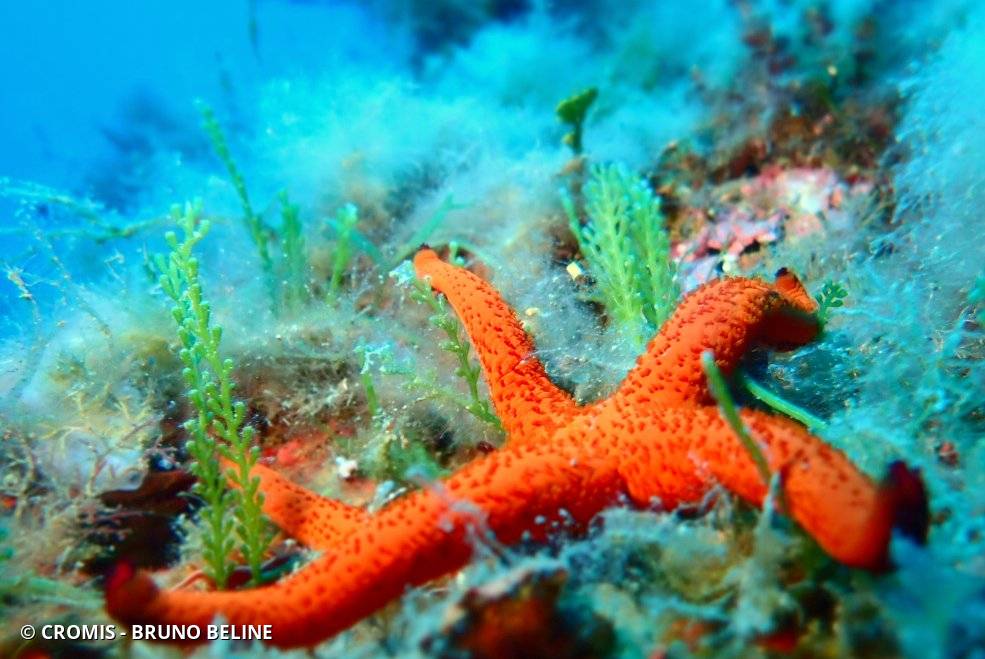 Etoile de mer rouge