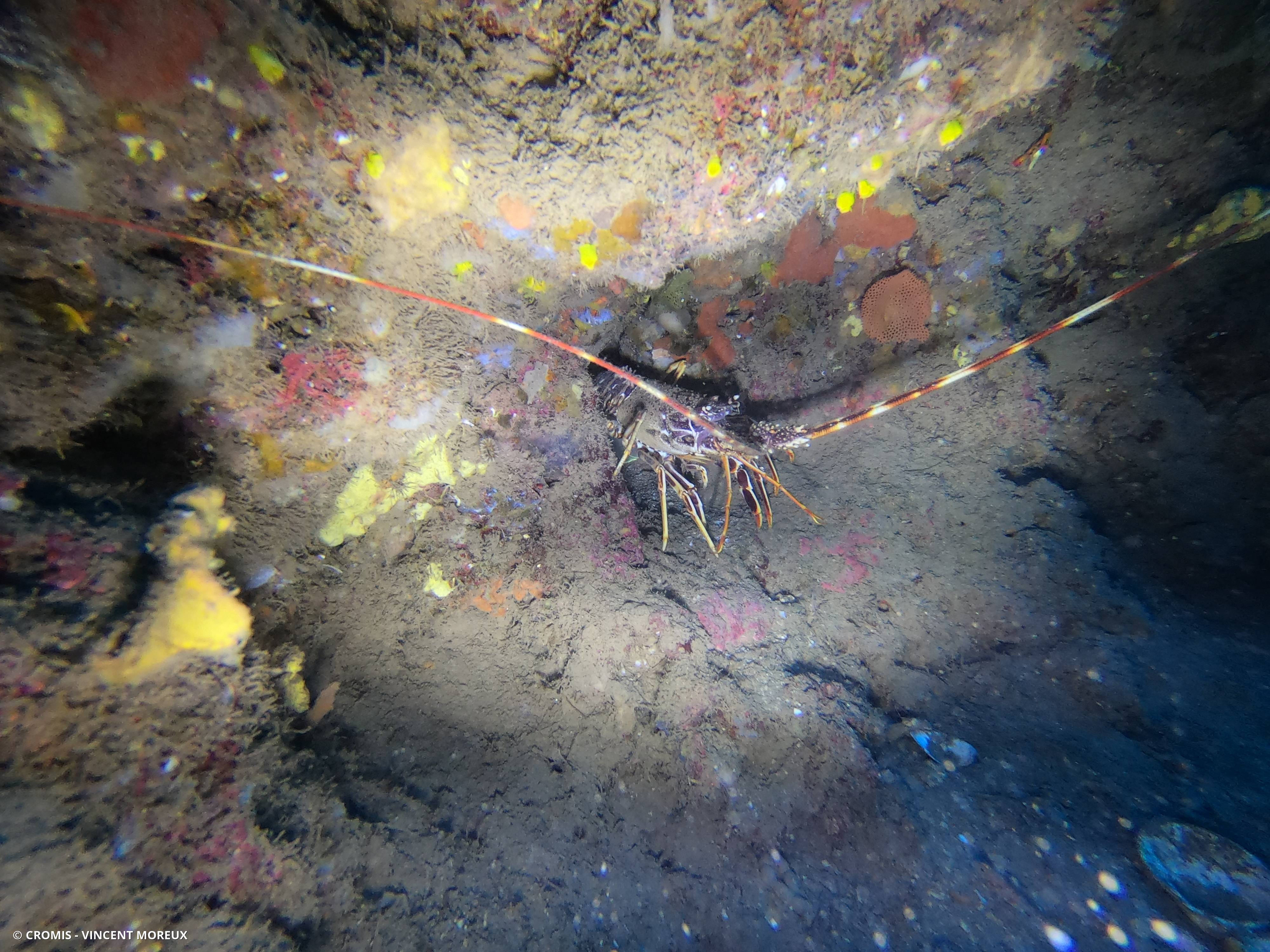 Langouste rouge