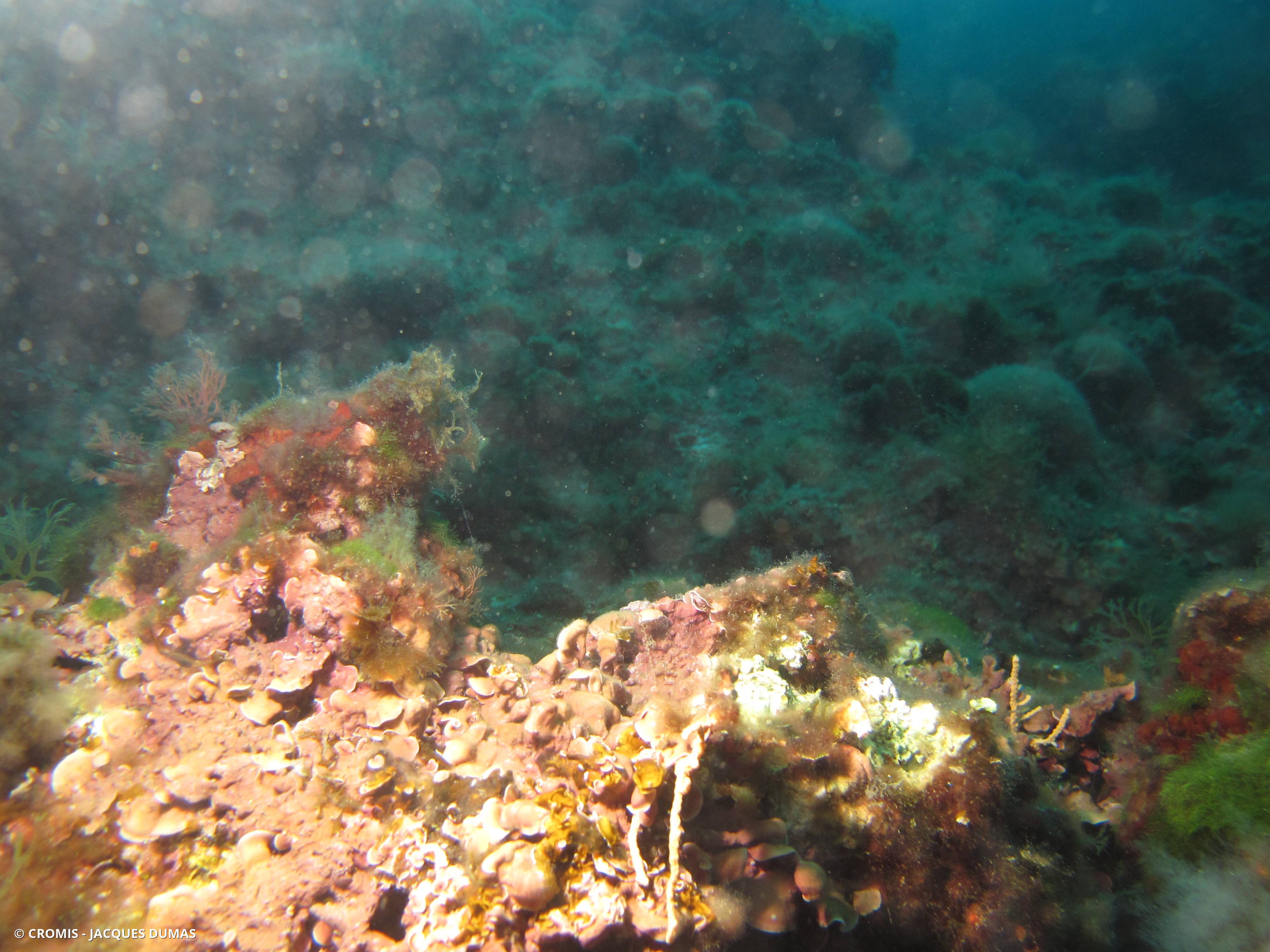 Algue feuille de pierre encroûtante