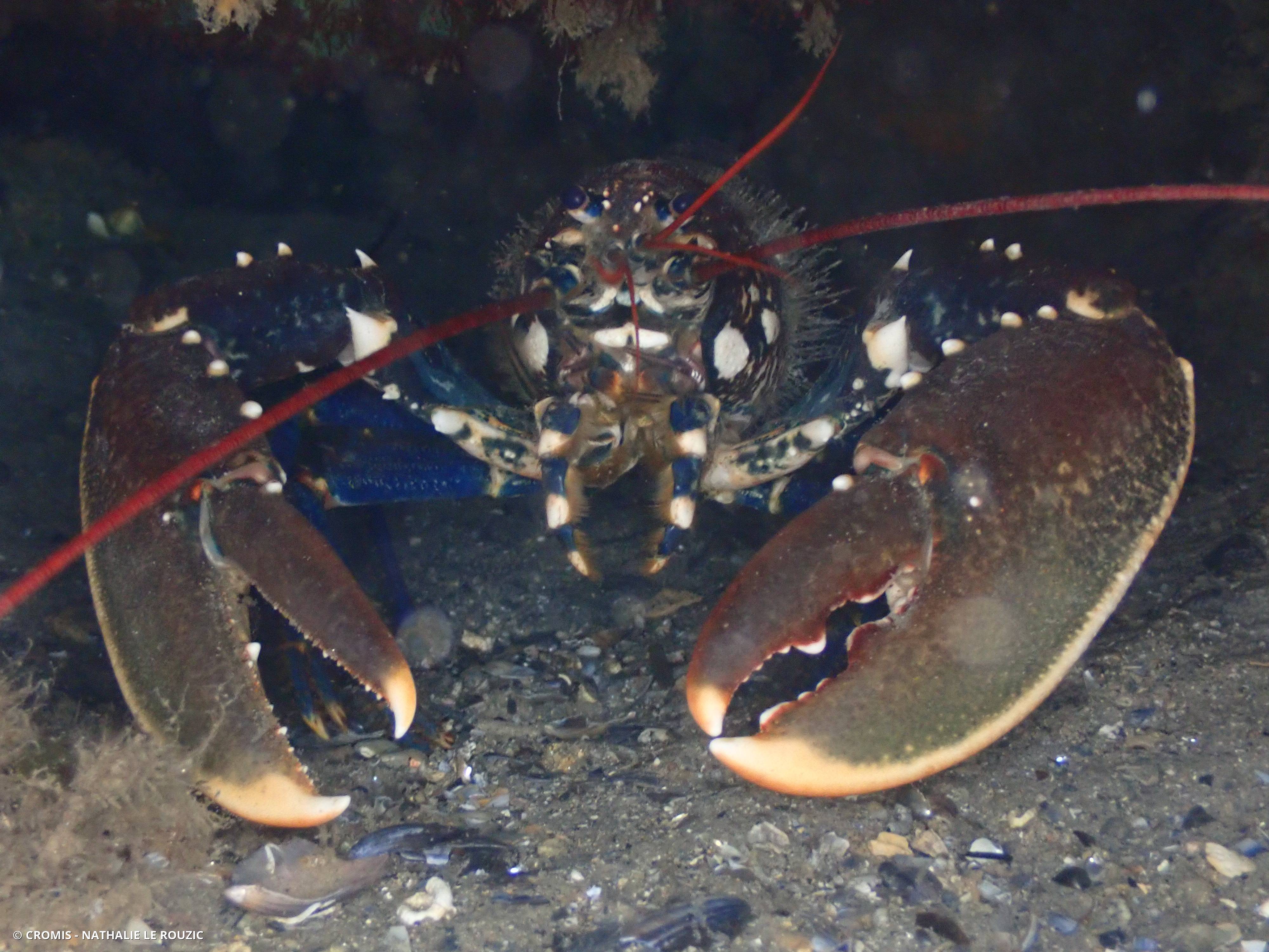 Homard occidental