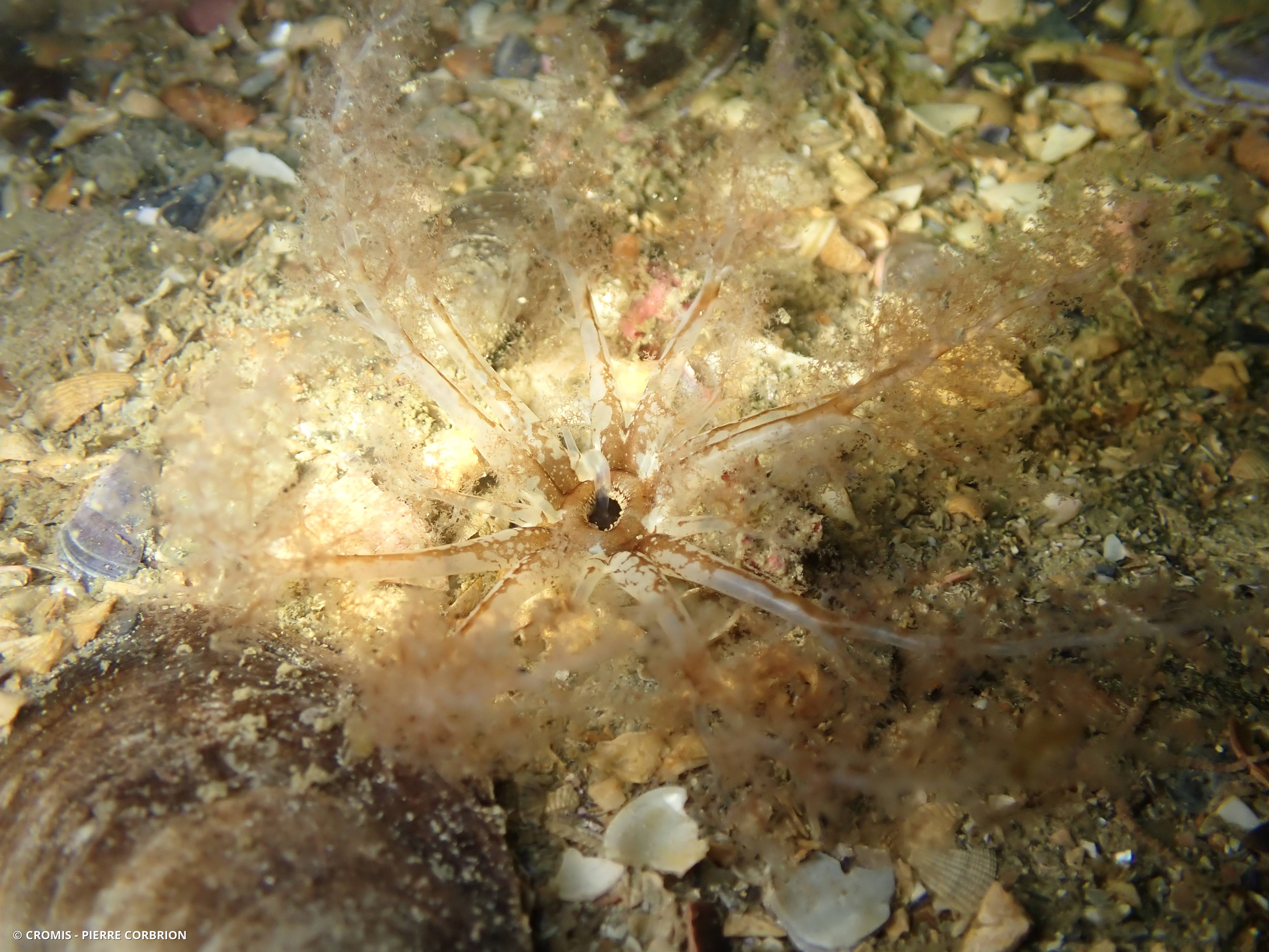 Holothurie de sable