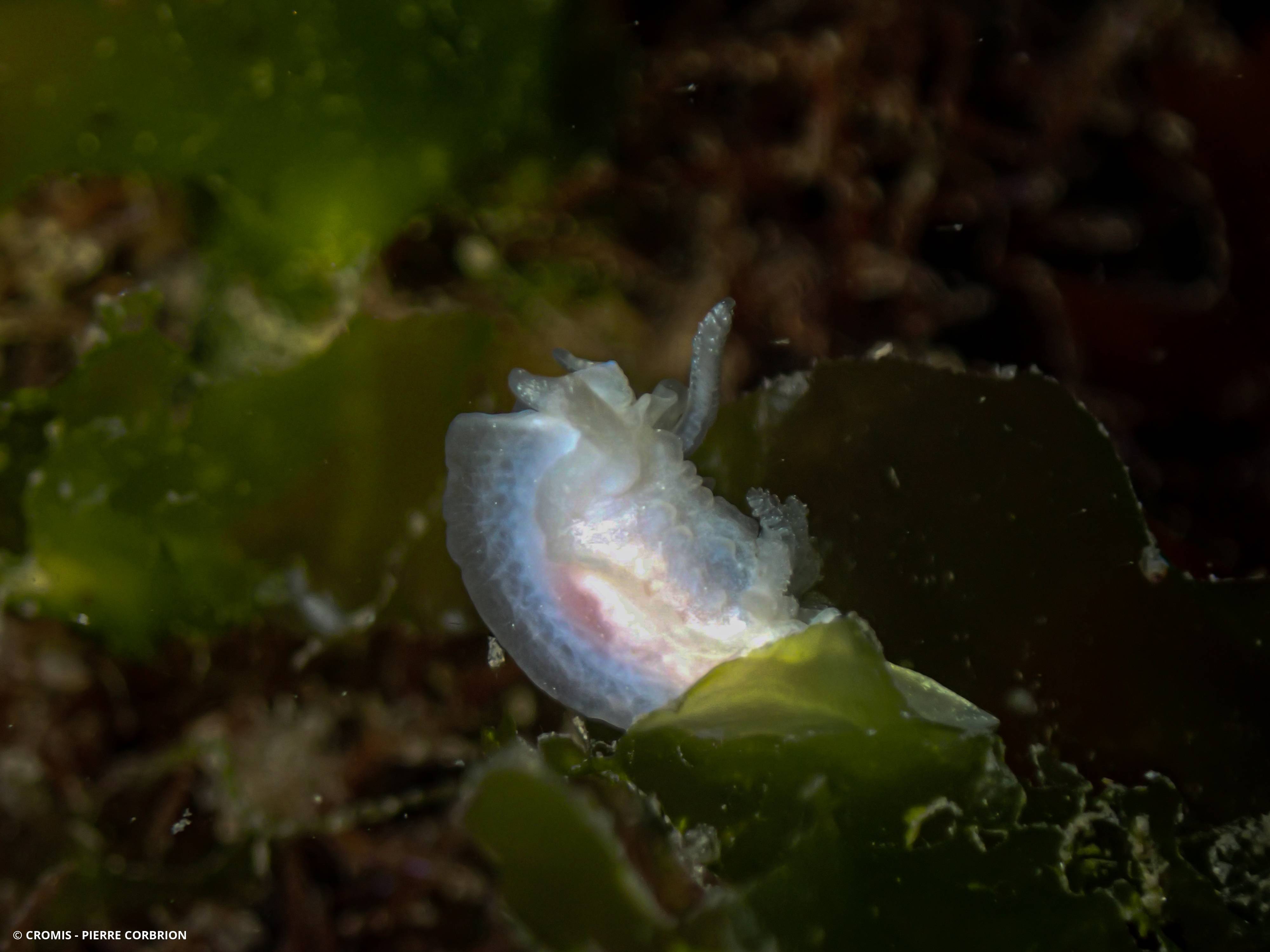 Goniodoris blanc