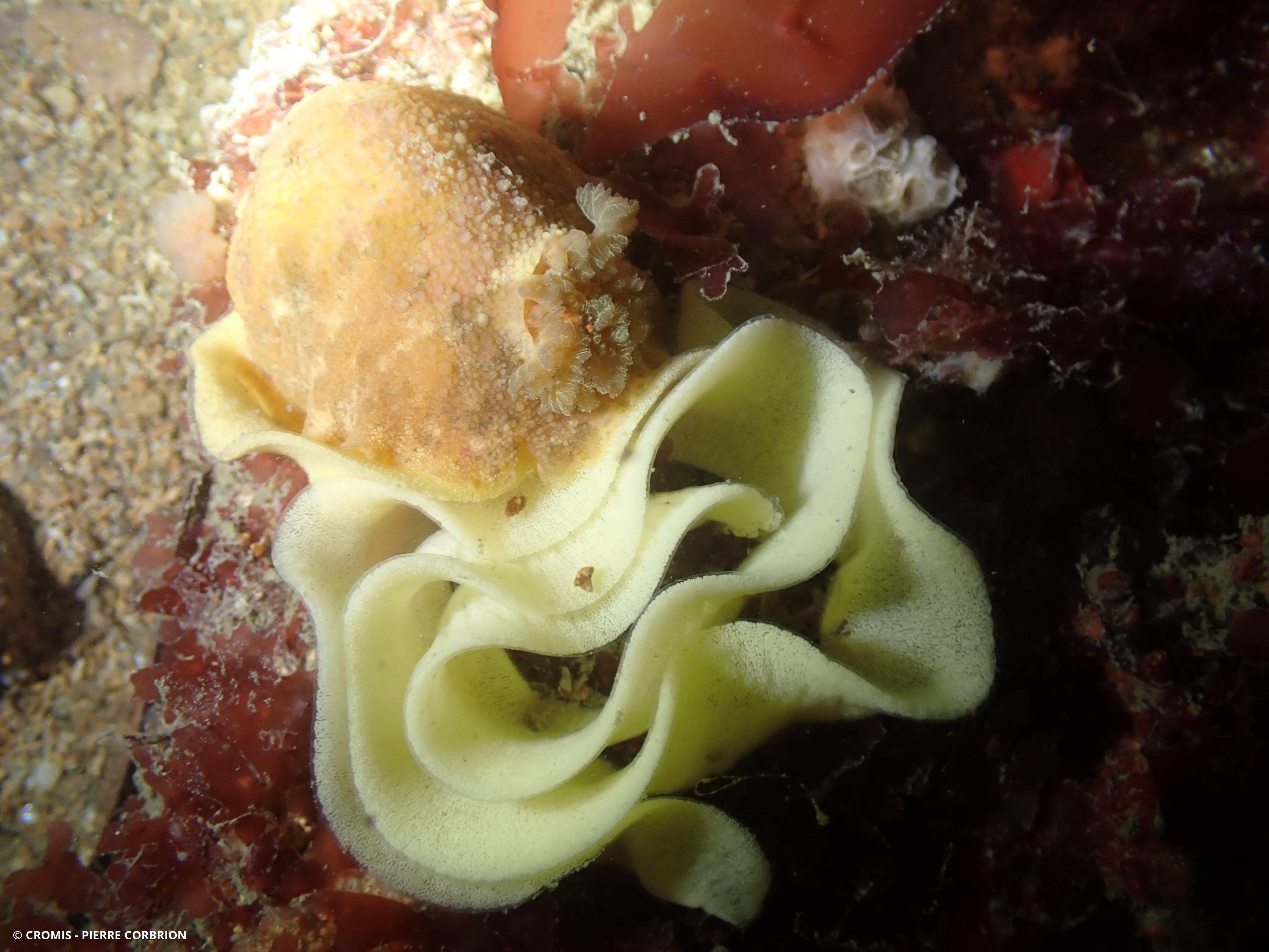 Citron de mer