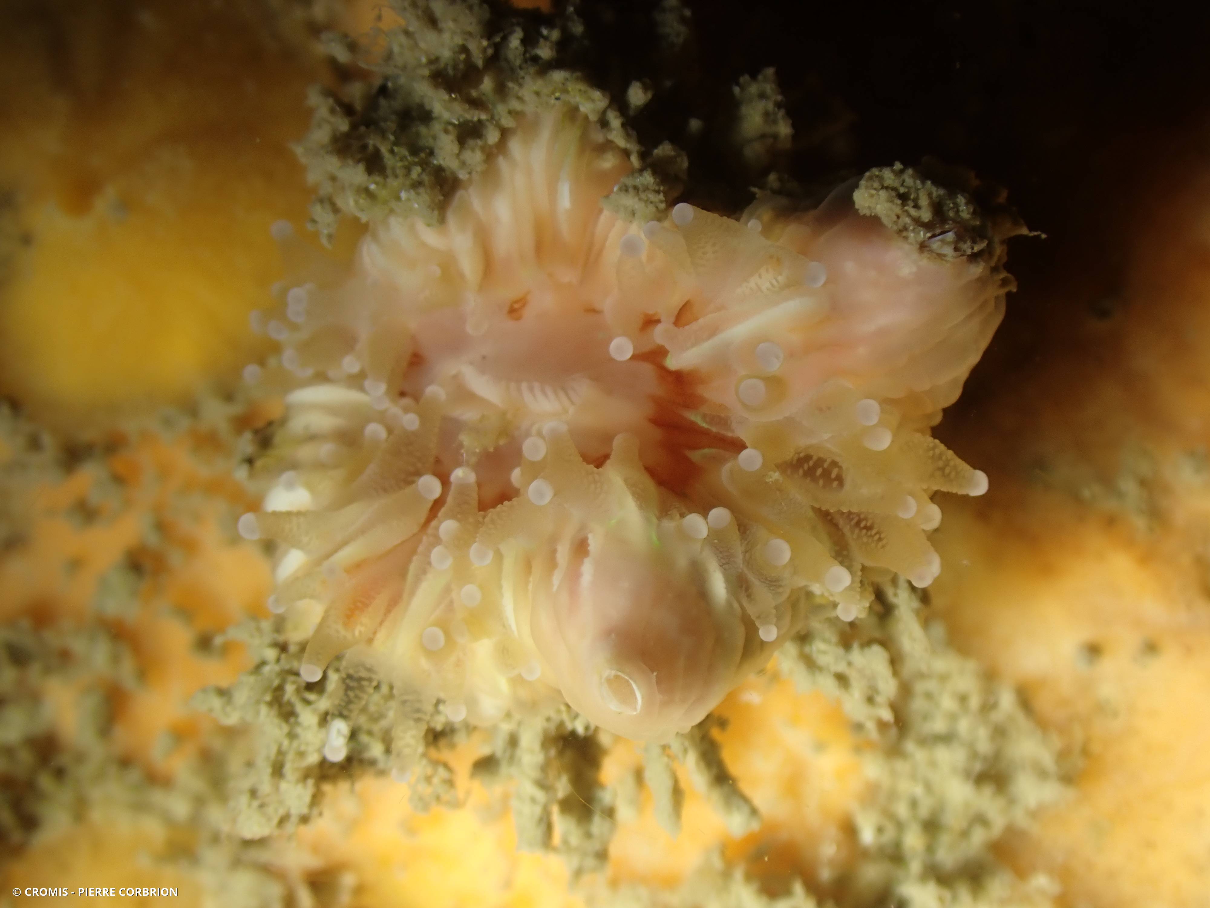 Balane du corail