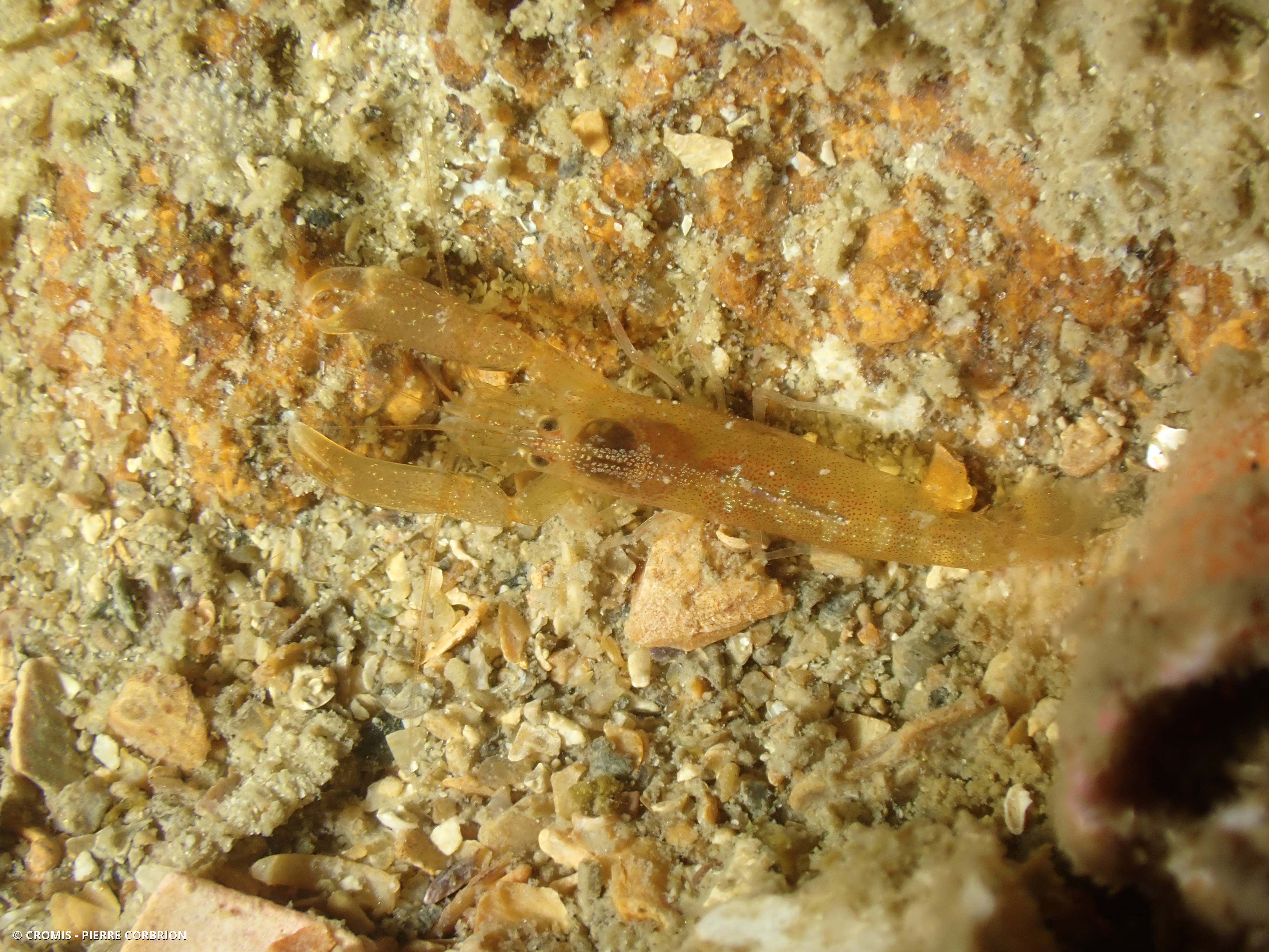 Crevette à capuchon