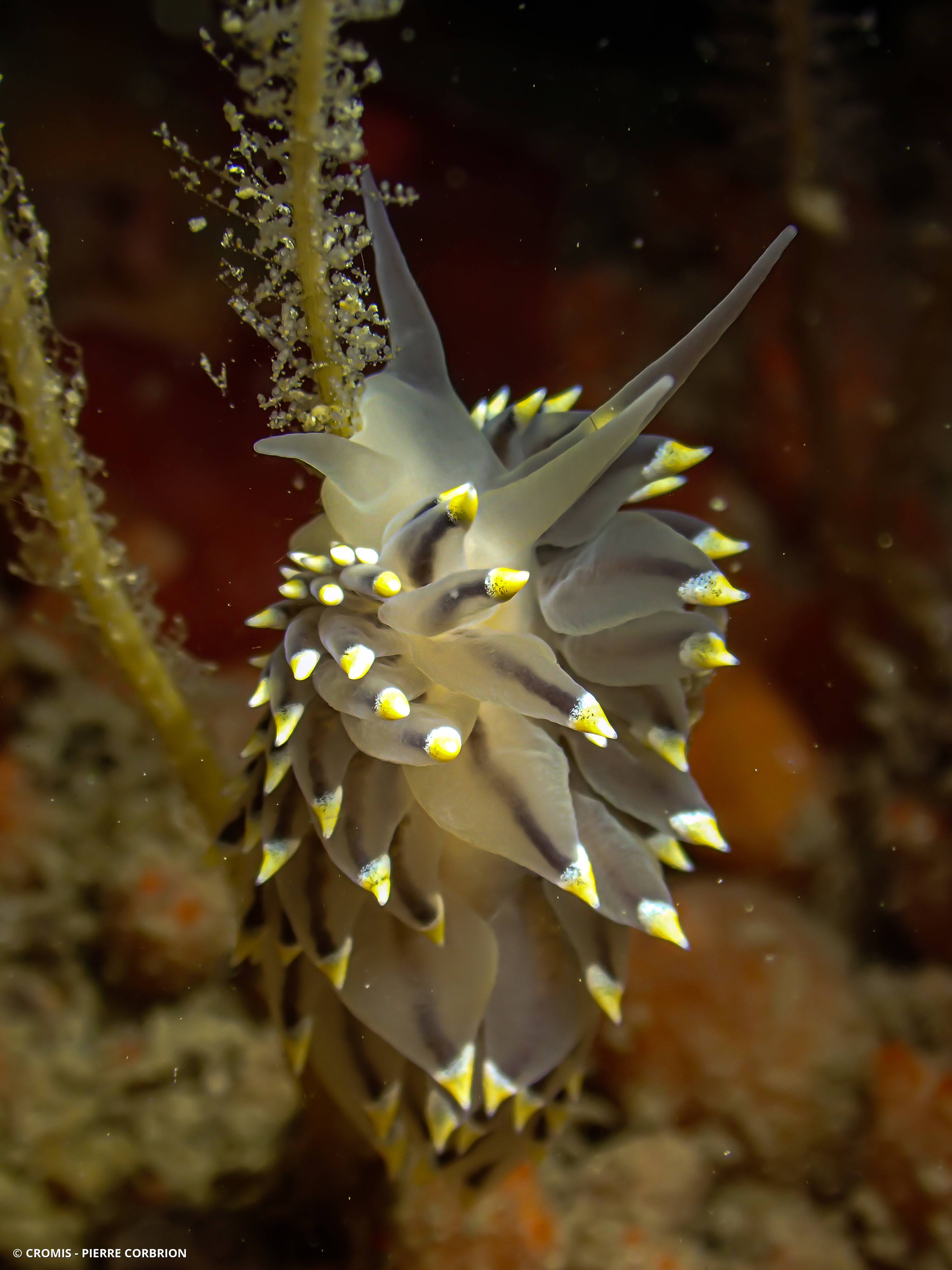 Eolis tricolore