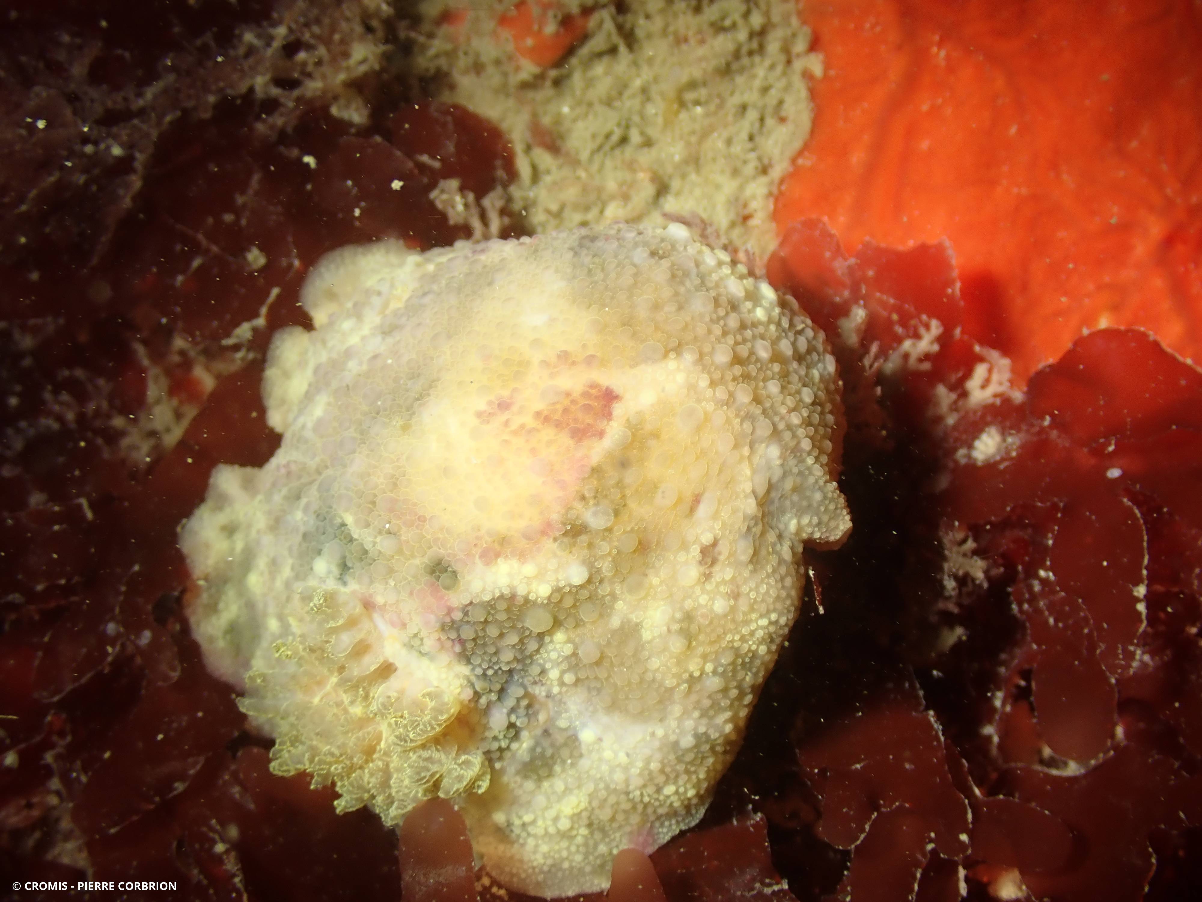 Citron de mer