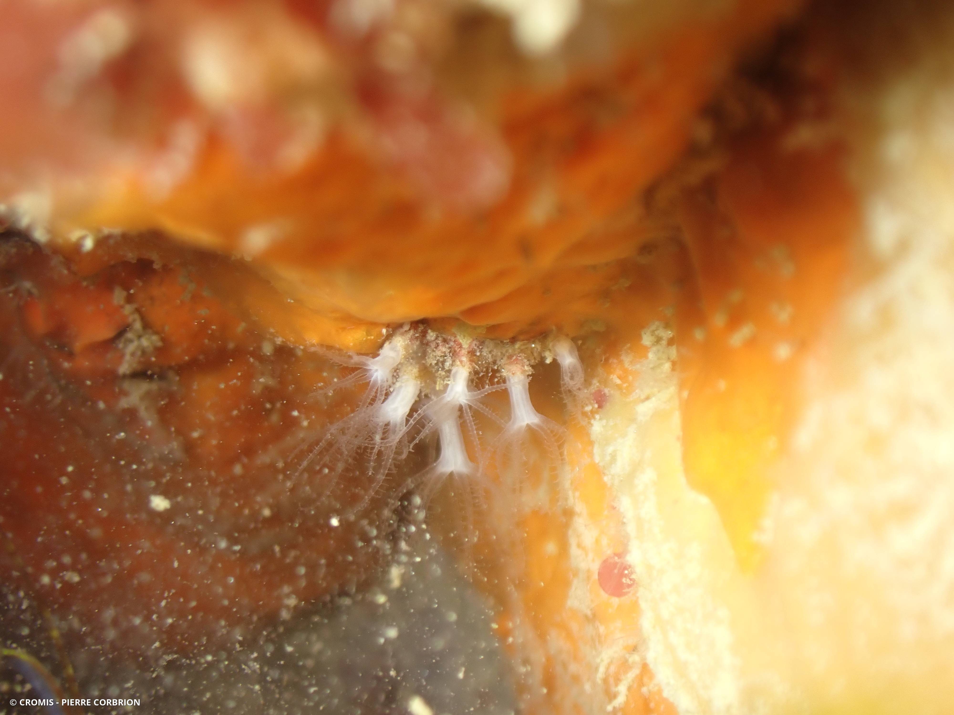 Corail brique
