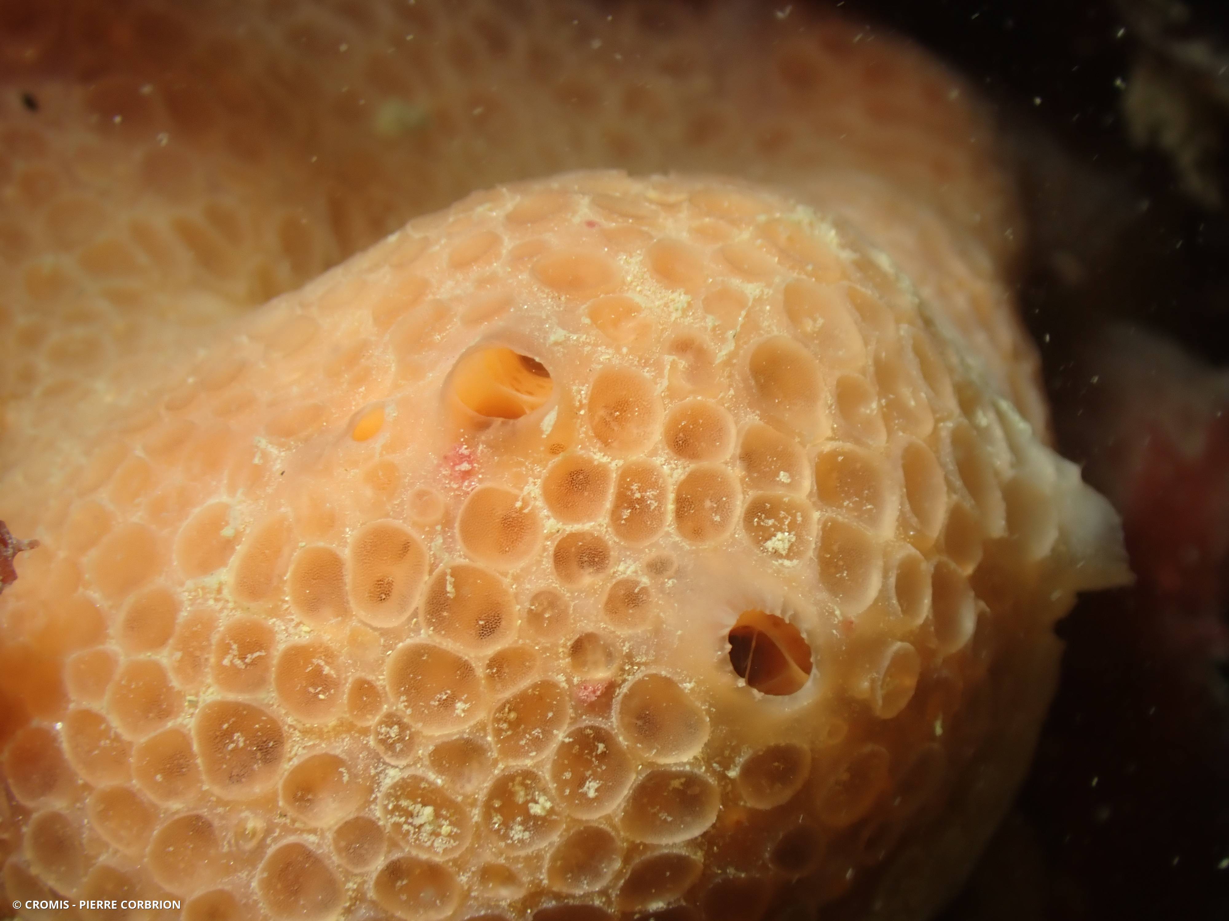 Eponge nid d’abeille