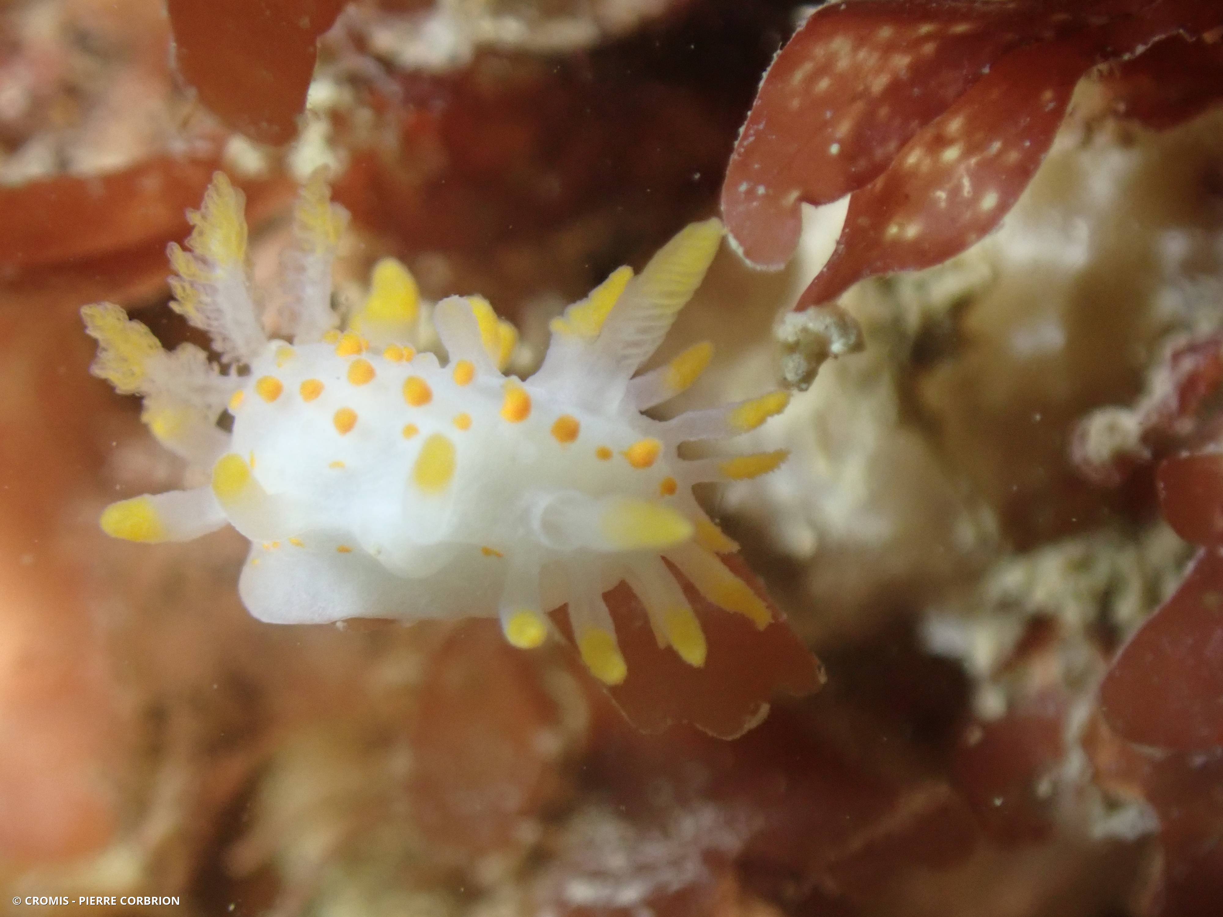 Limacia clavigère