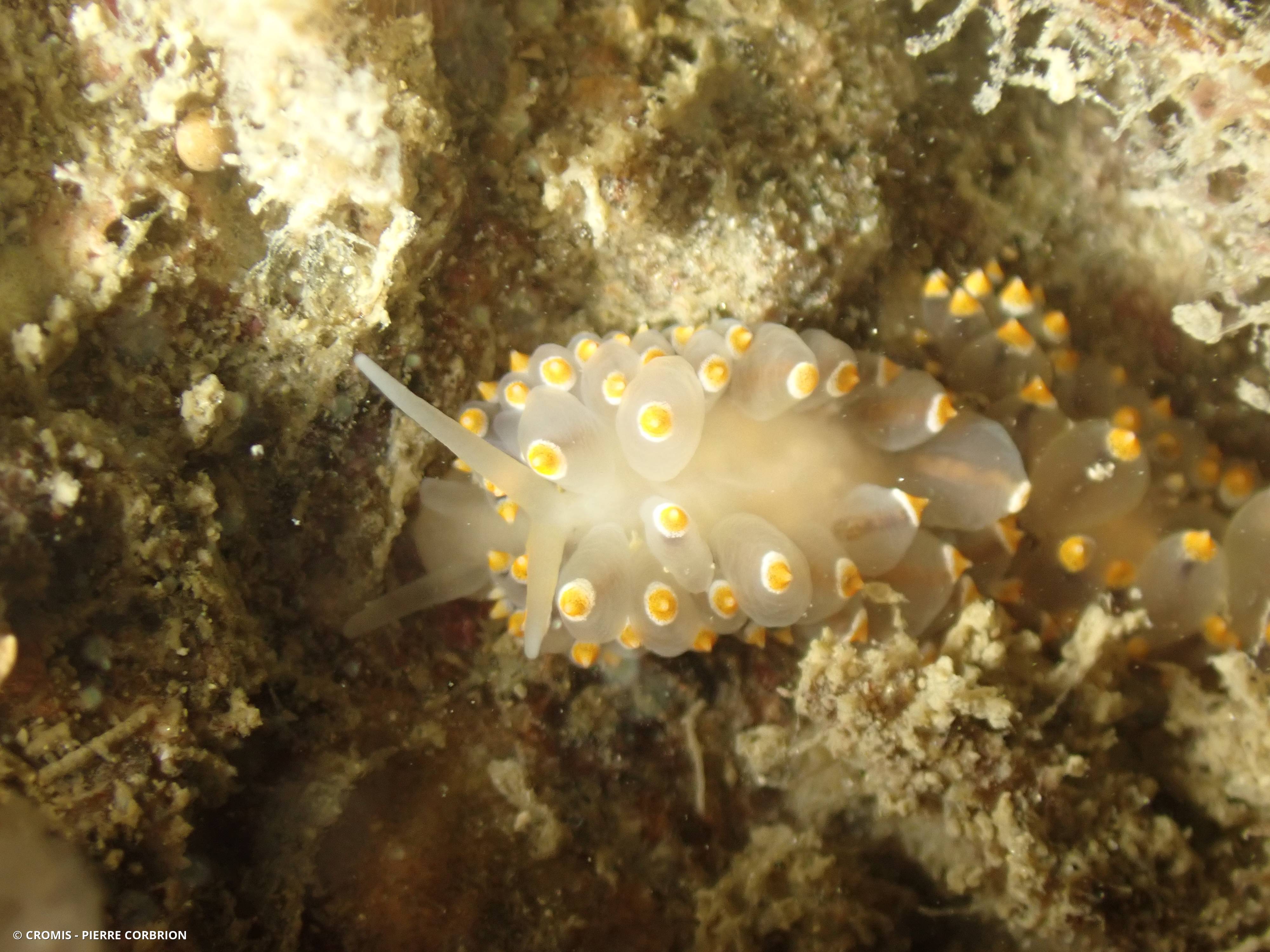 Eolis tricolore