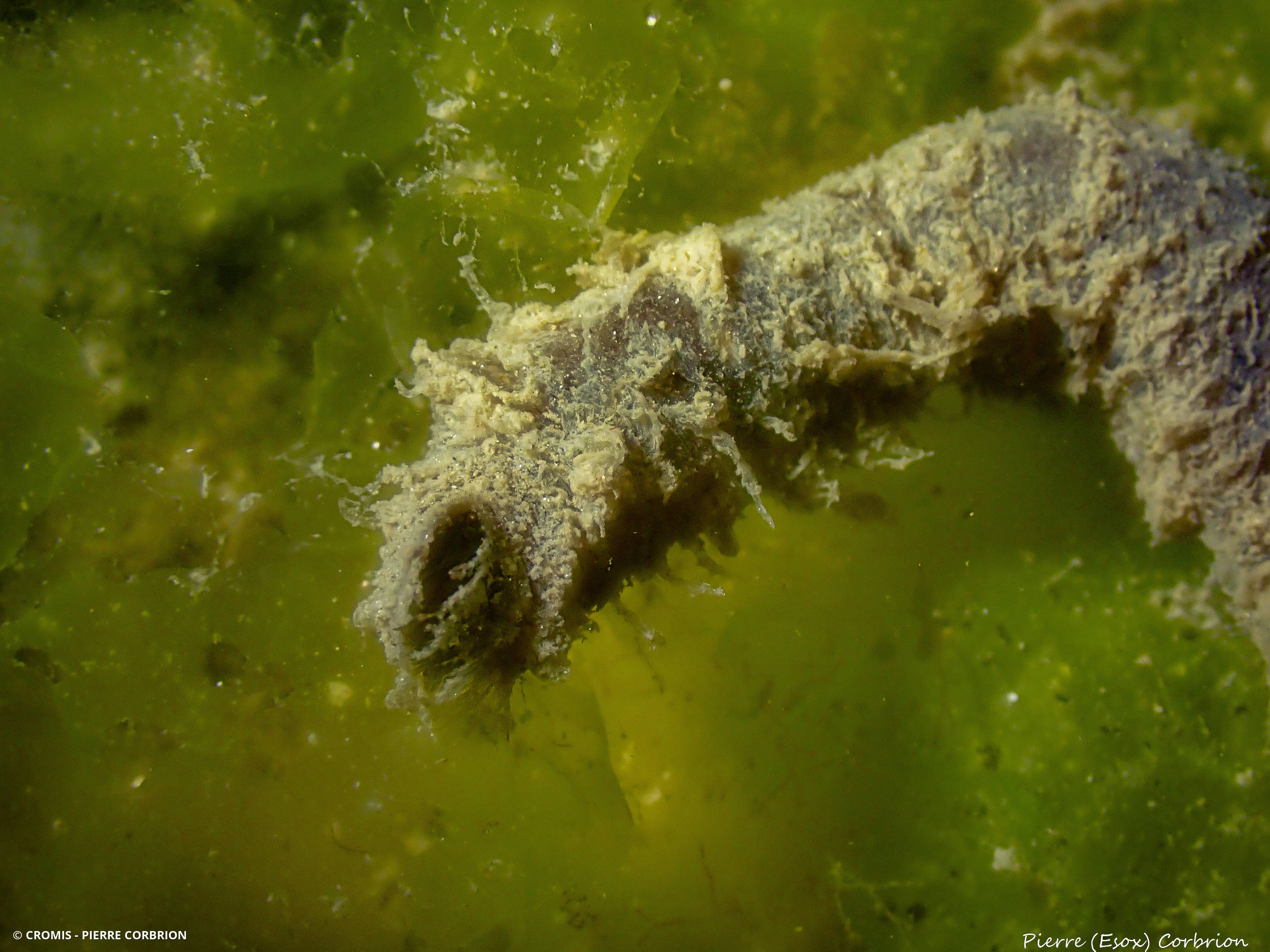 Ver de l'hiver