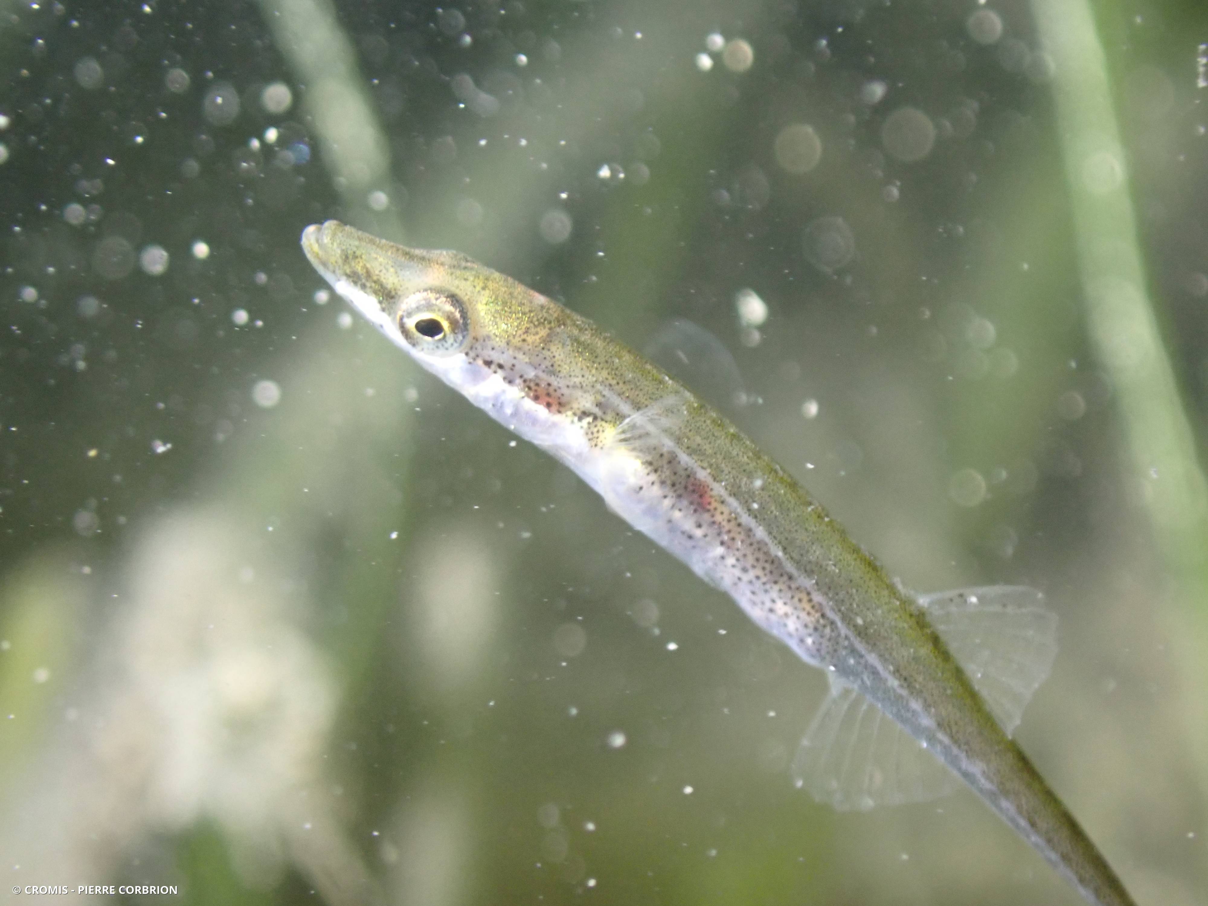 Épinoche de mer