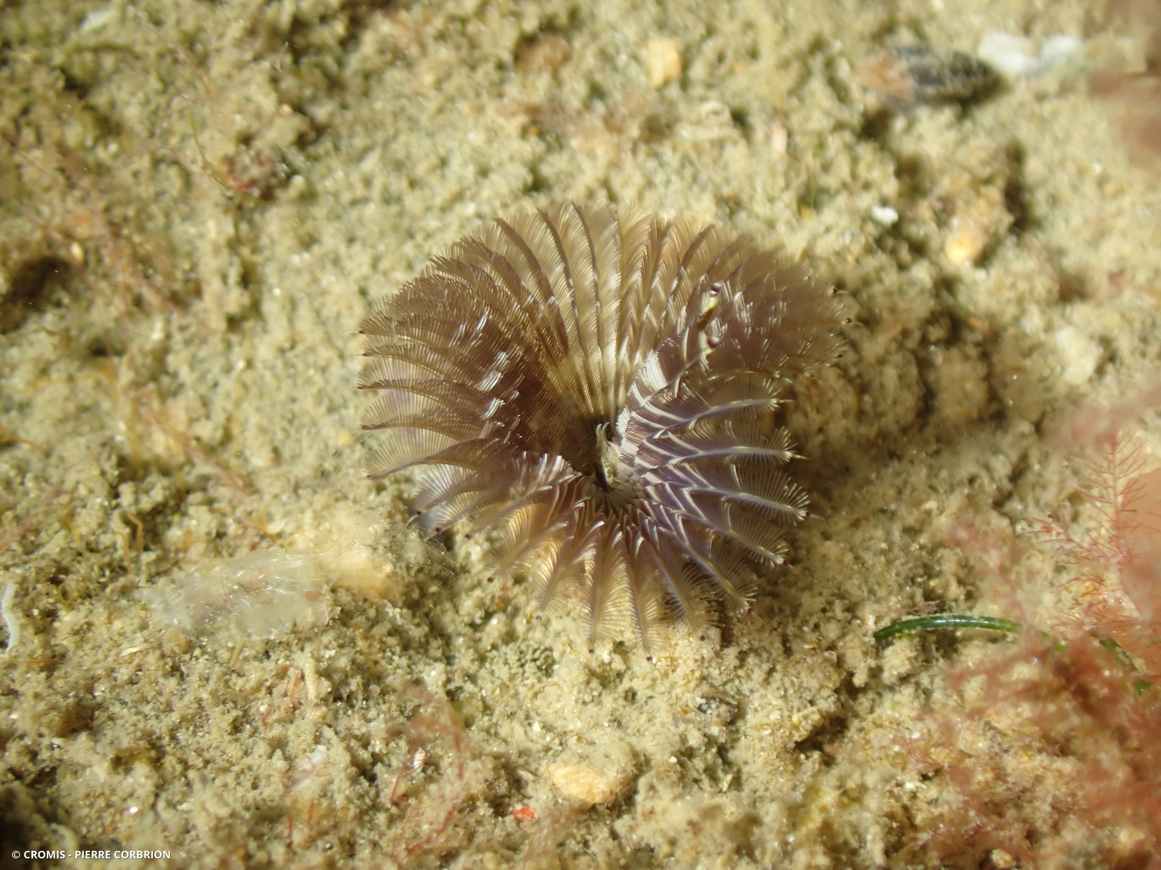Mégalomma