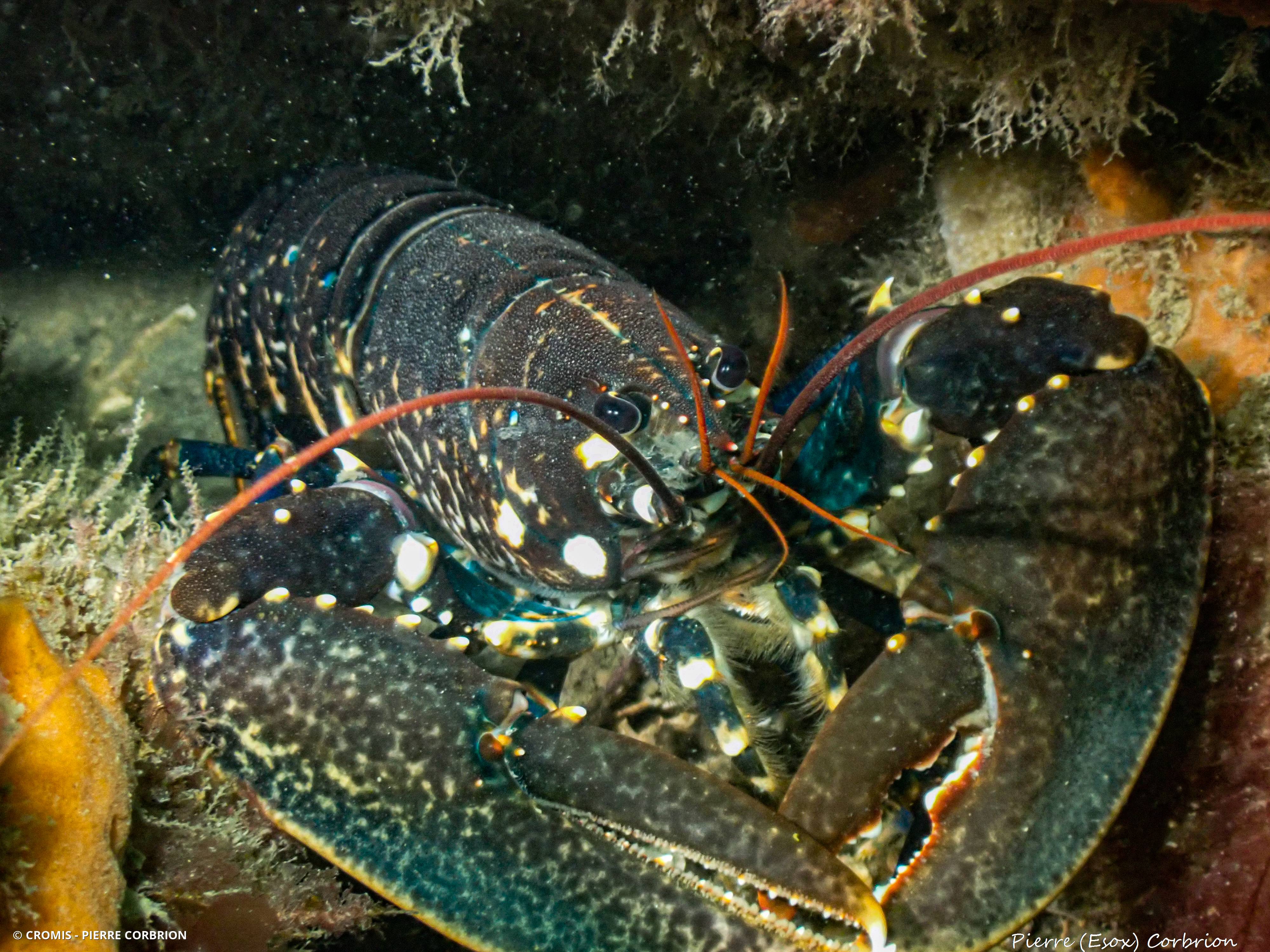 Homard européen