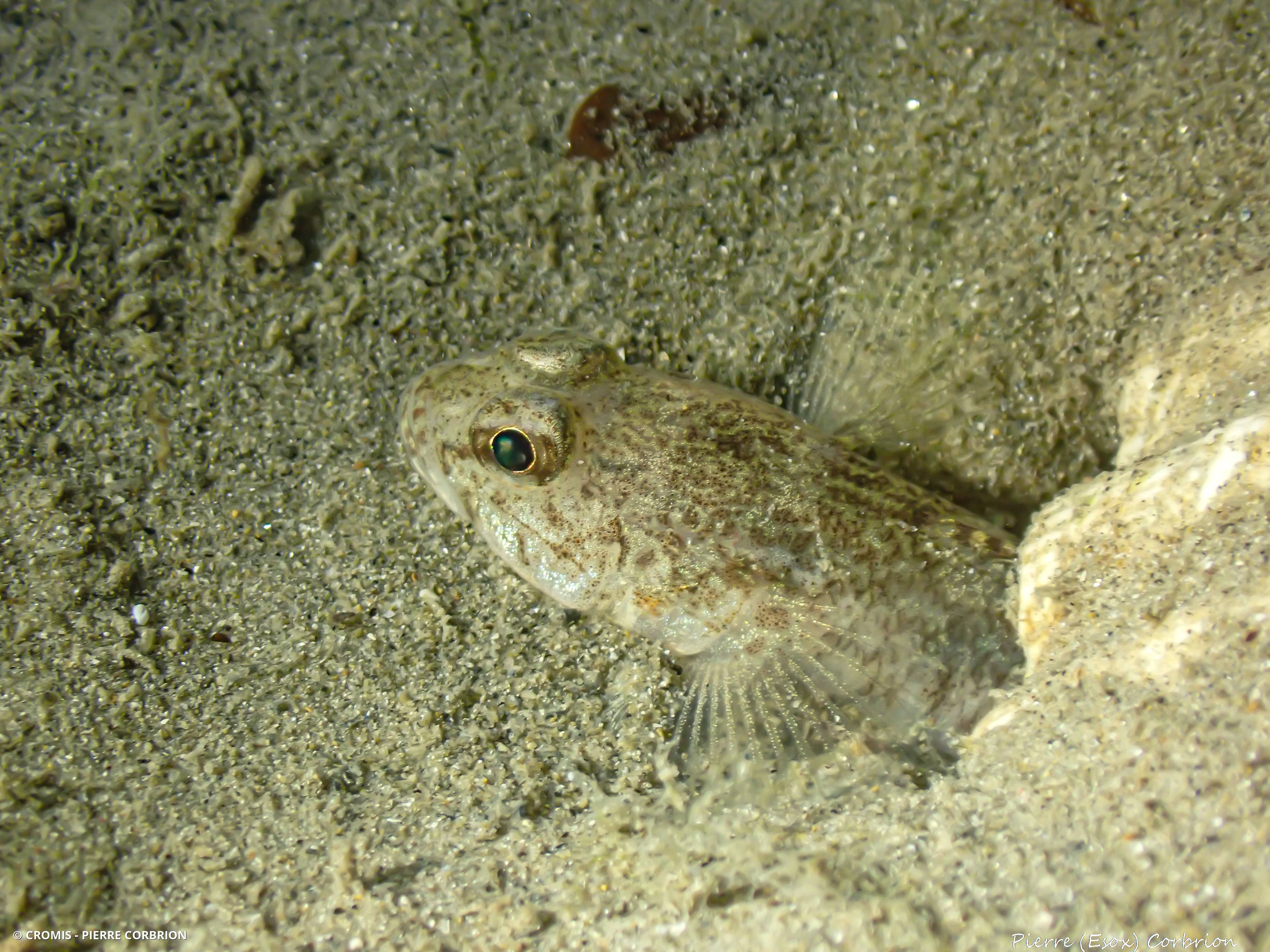 Gobie de sable, buhotte