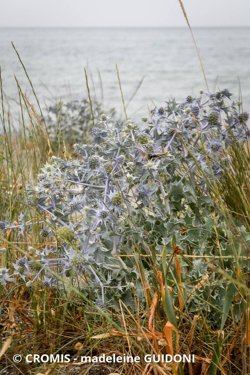 Panicaut de mer