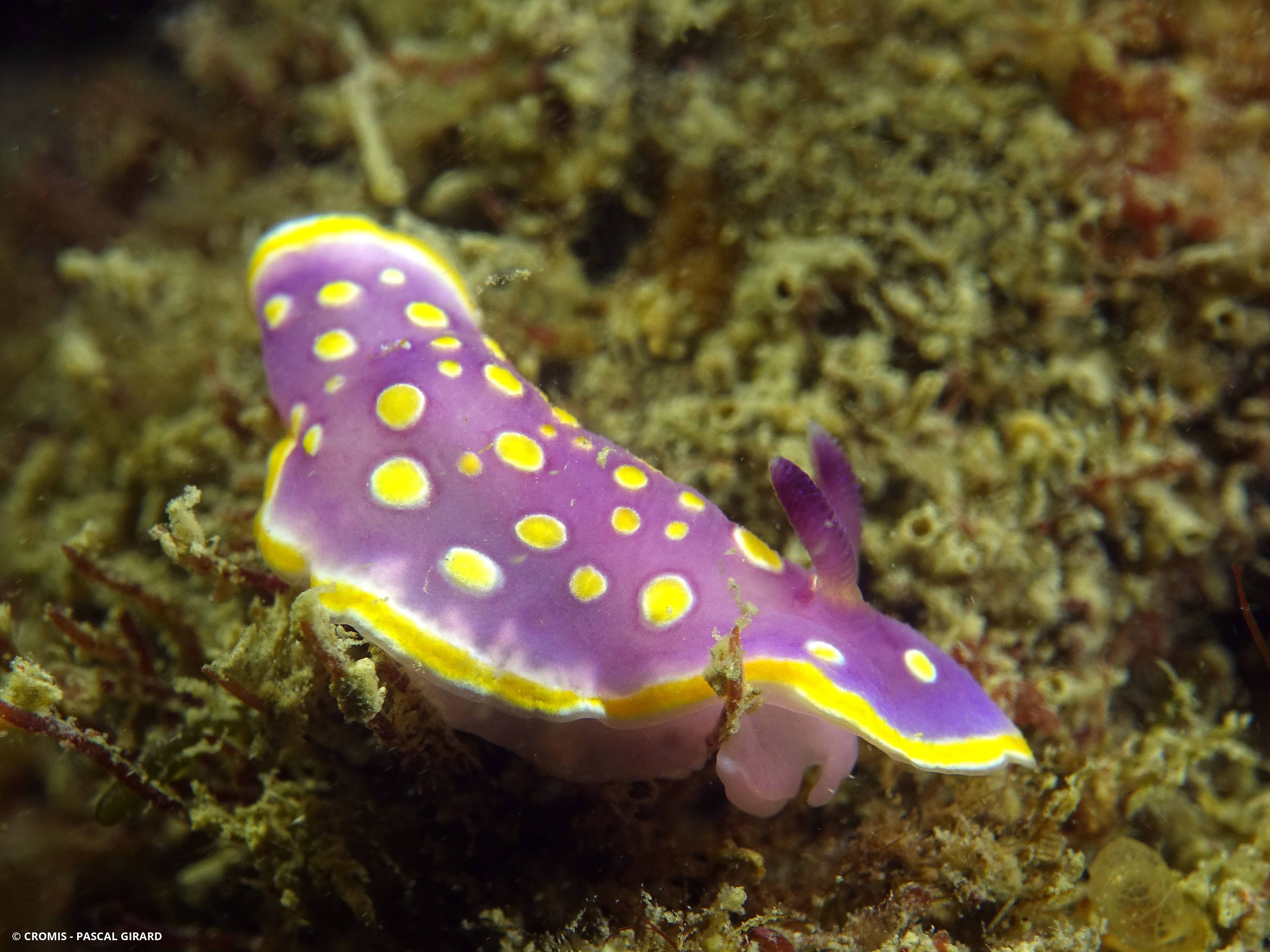 Doris tachetée mauve