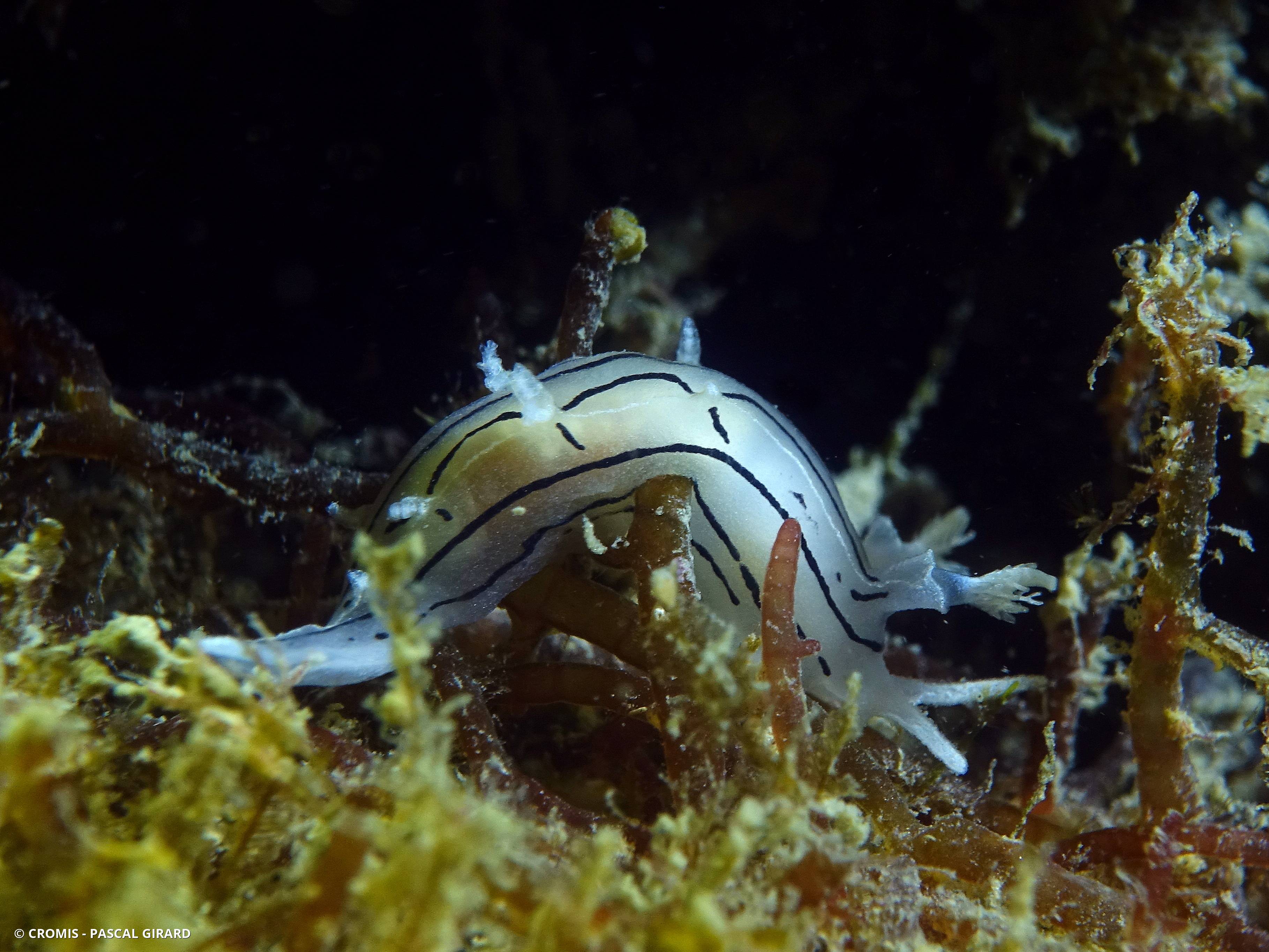 Tritonie striée