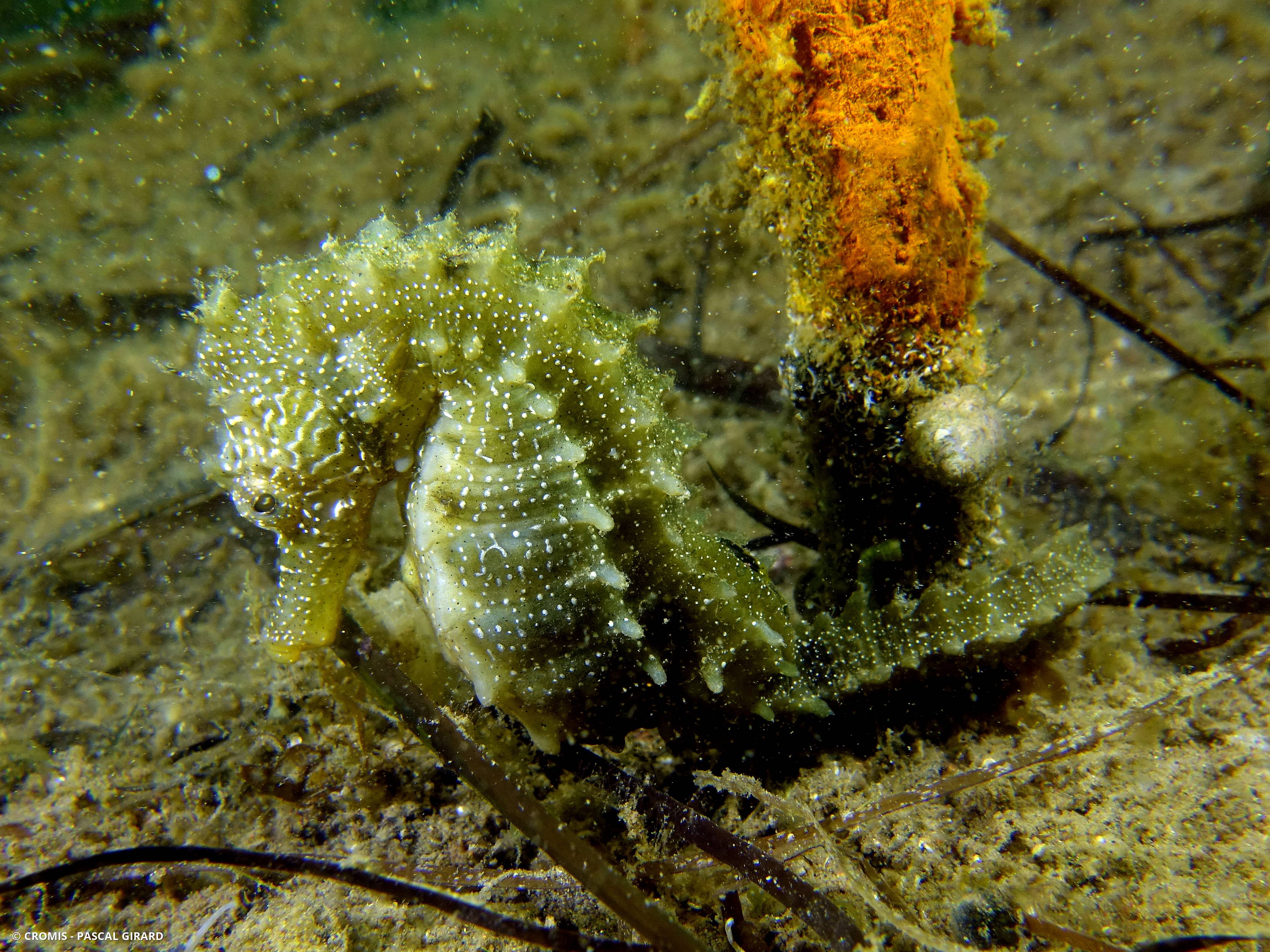 Hippocampe moucheté