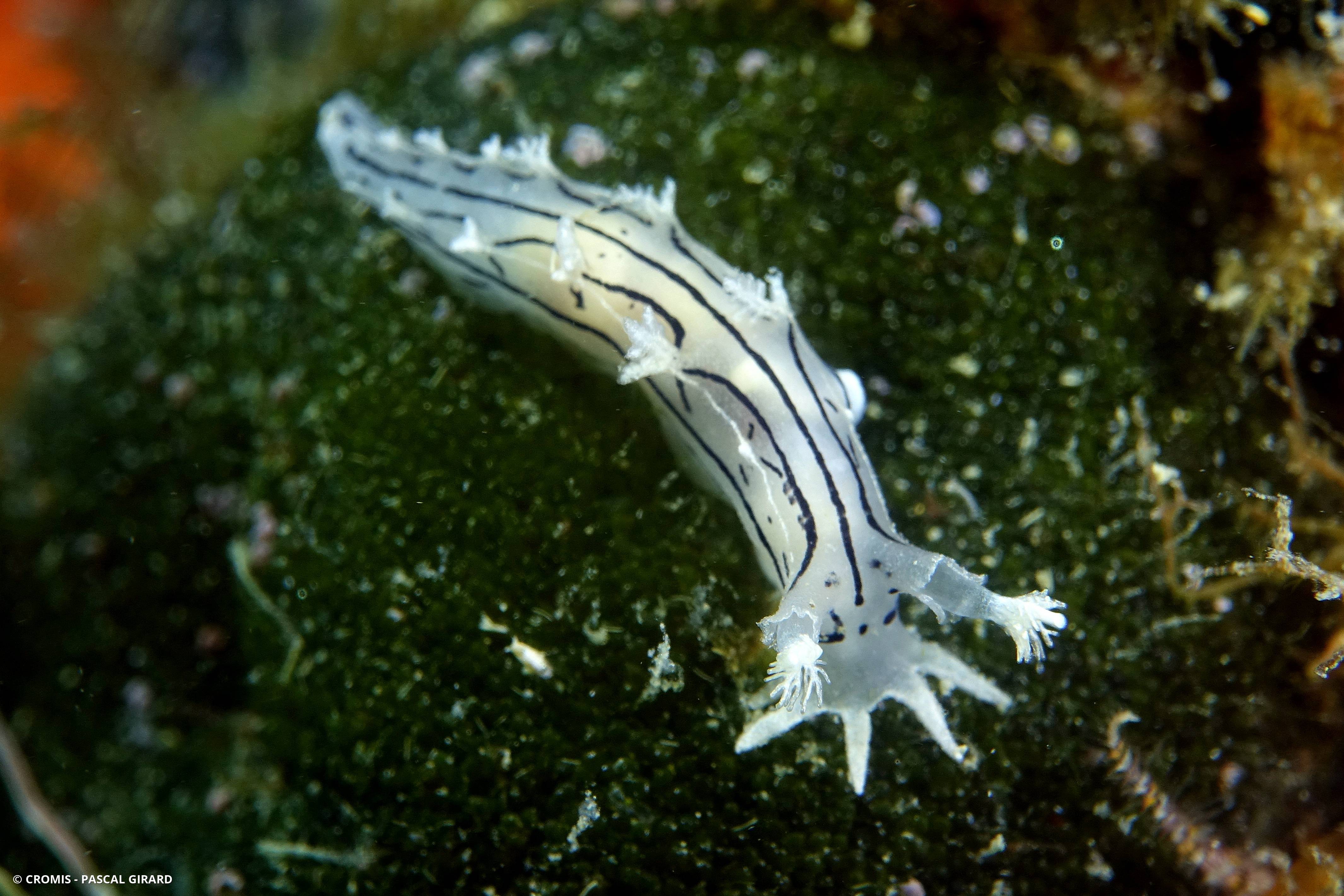 Tritonie striée