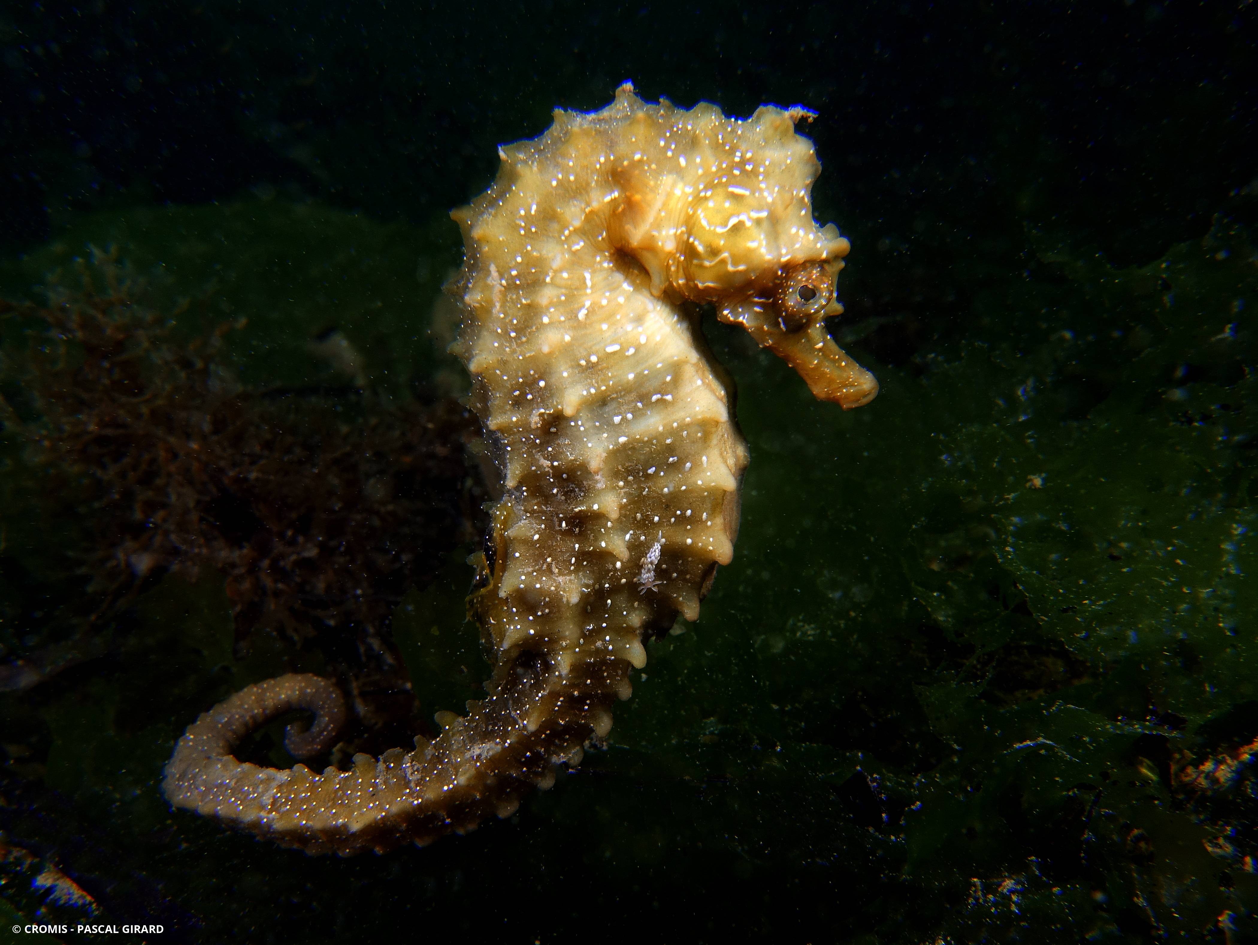 Hippocampe moucheté