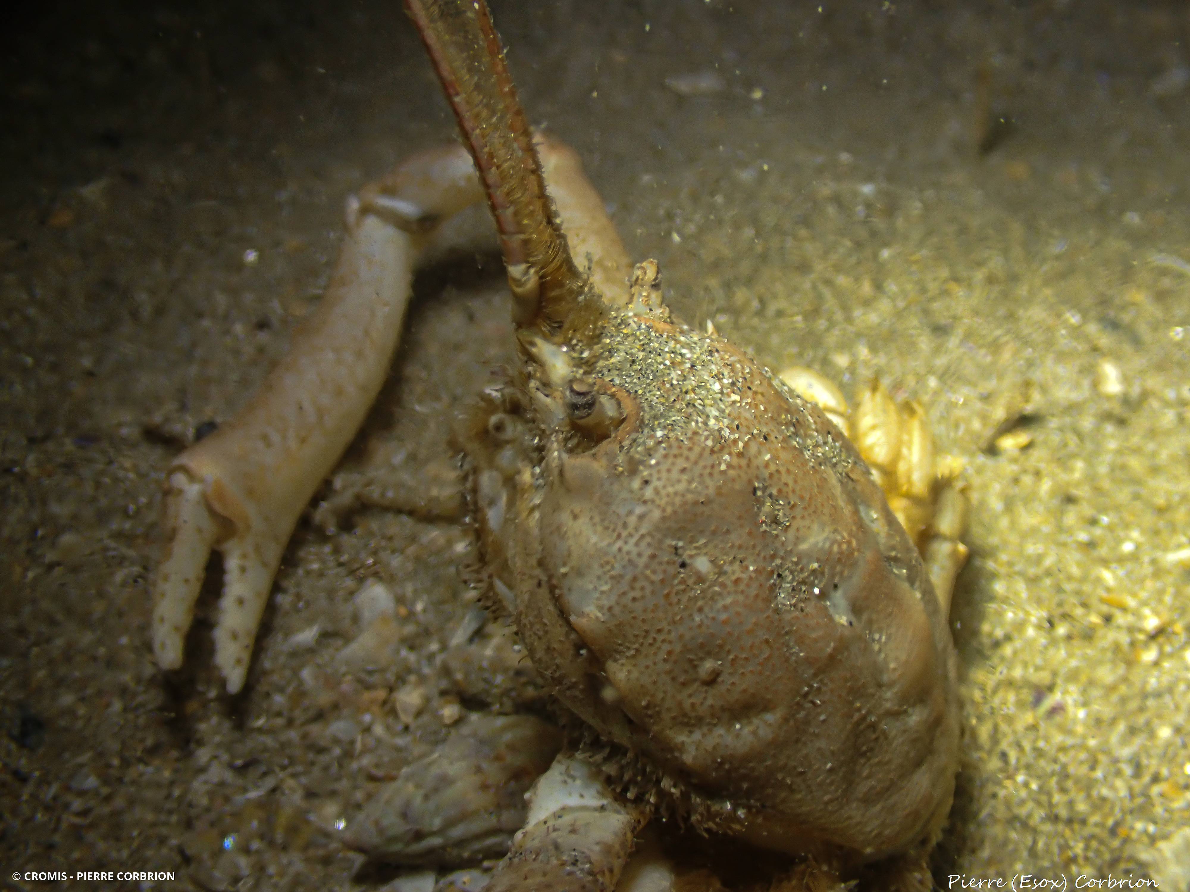 Crabe masqué