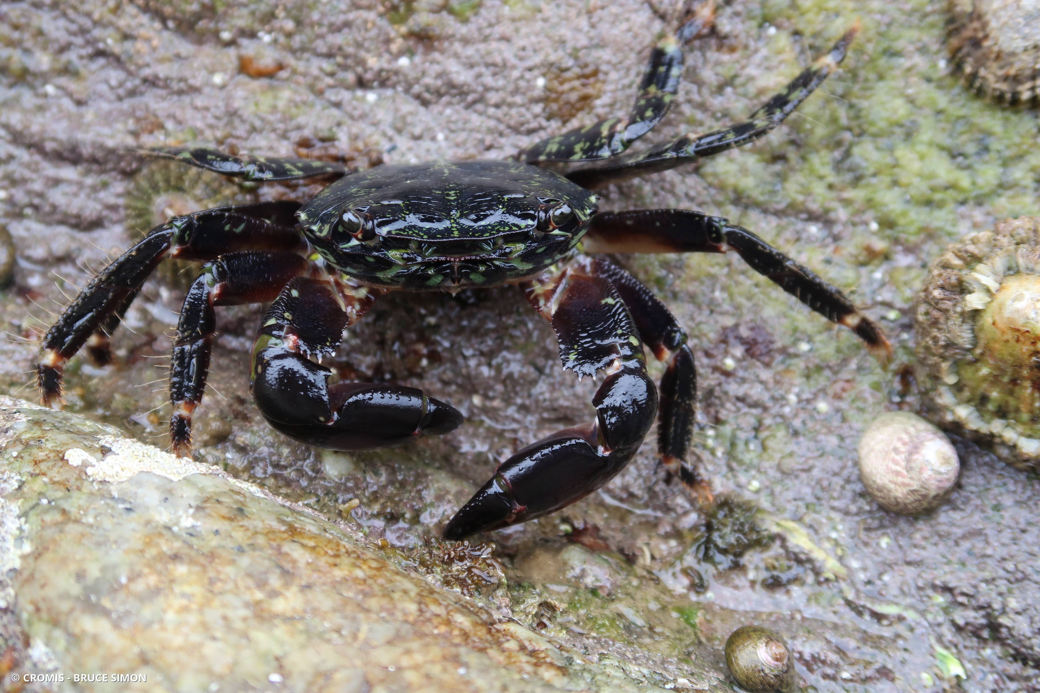 Crabe marbré