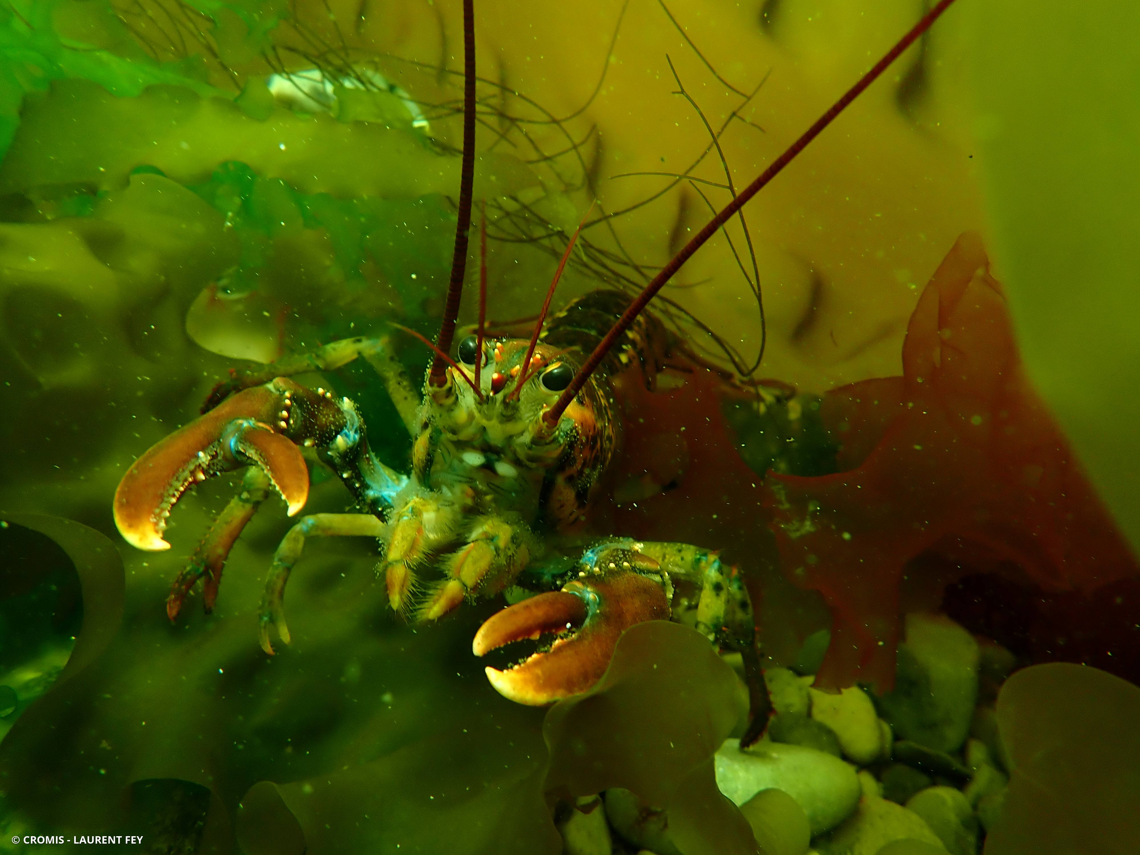 Homard américain