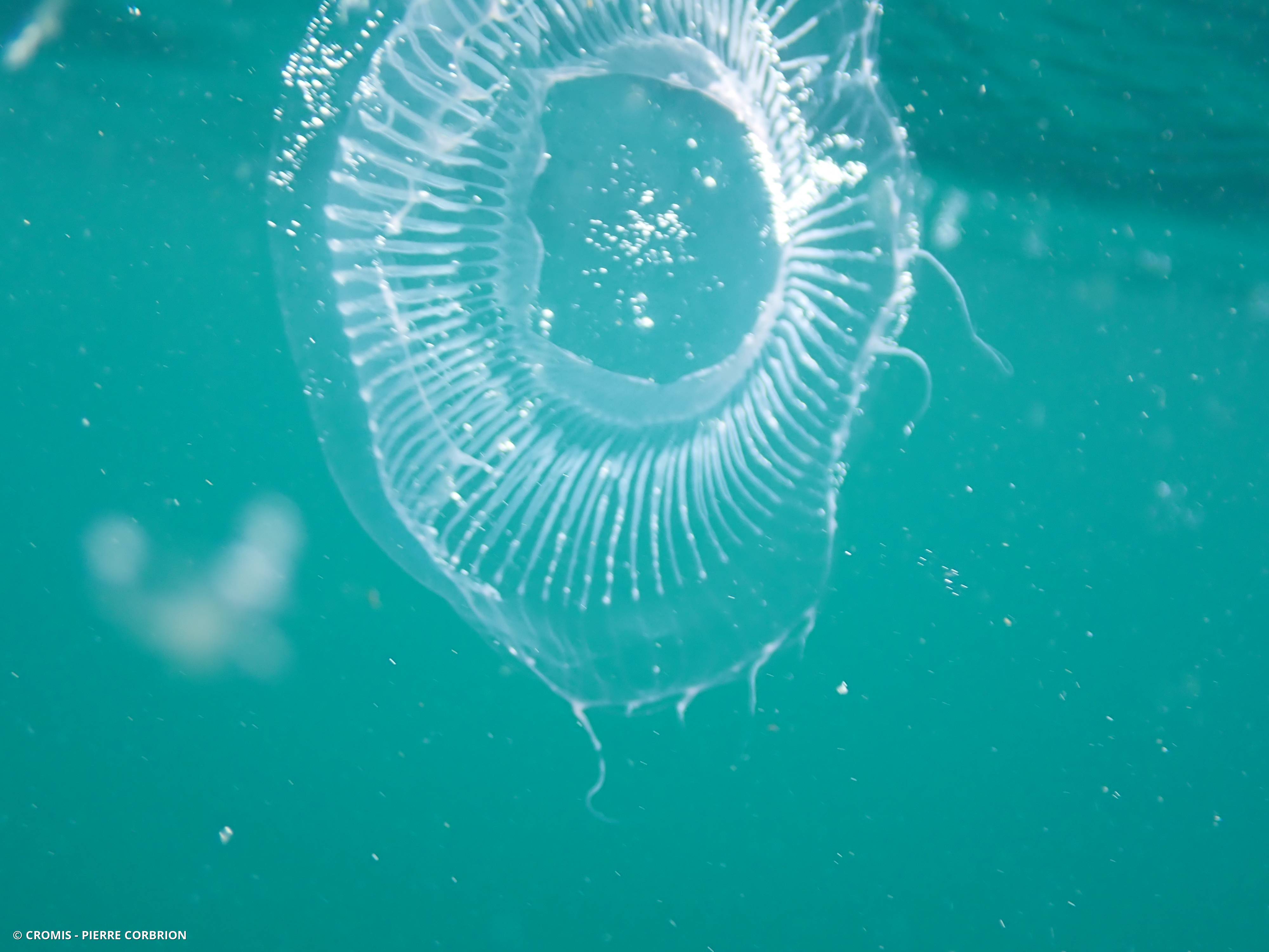 Equorée de verre