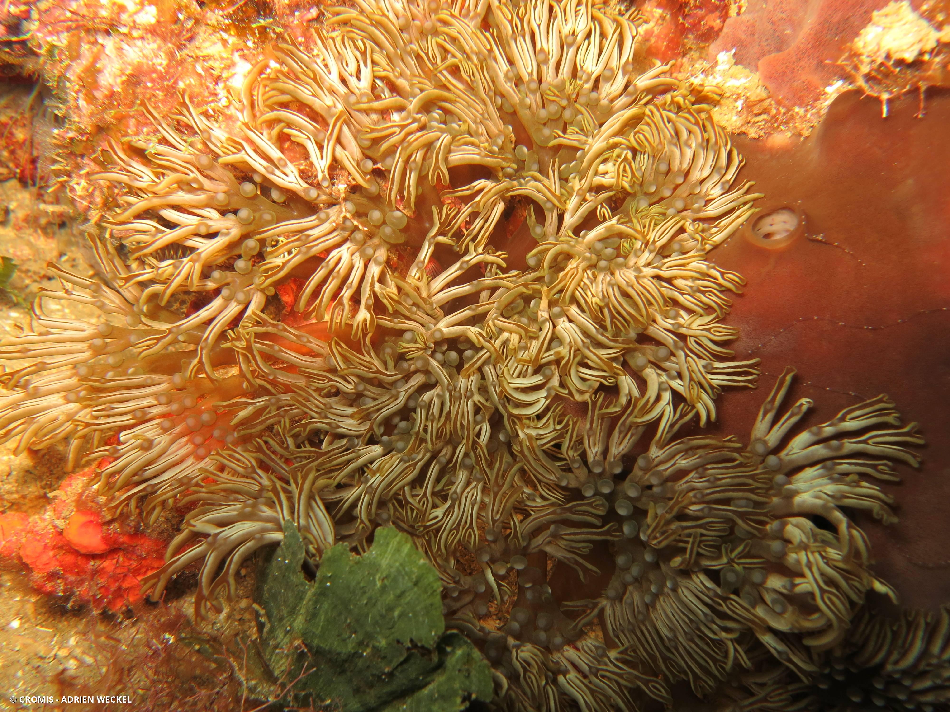 Anémone à rameaux
