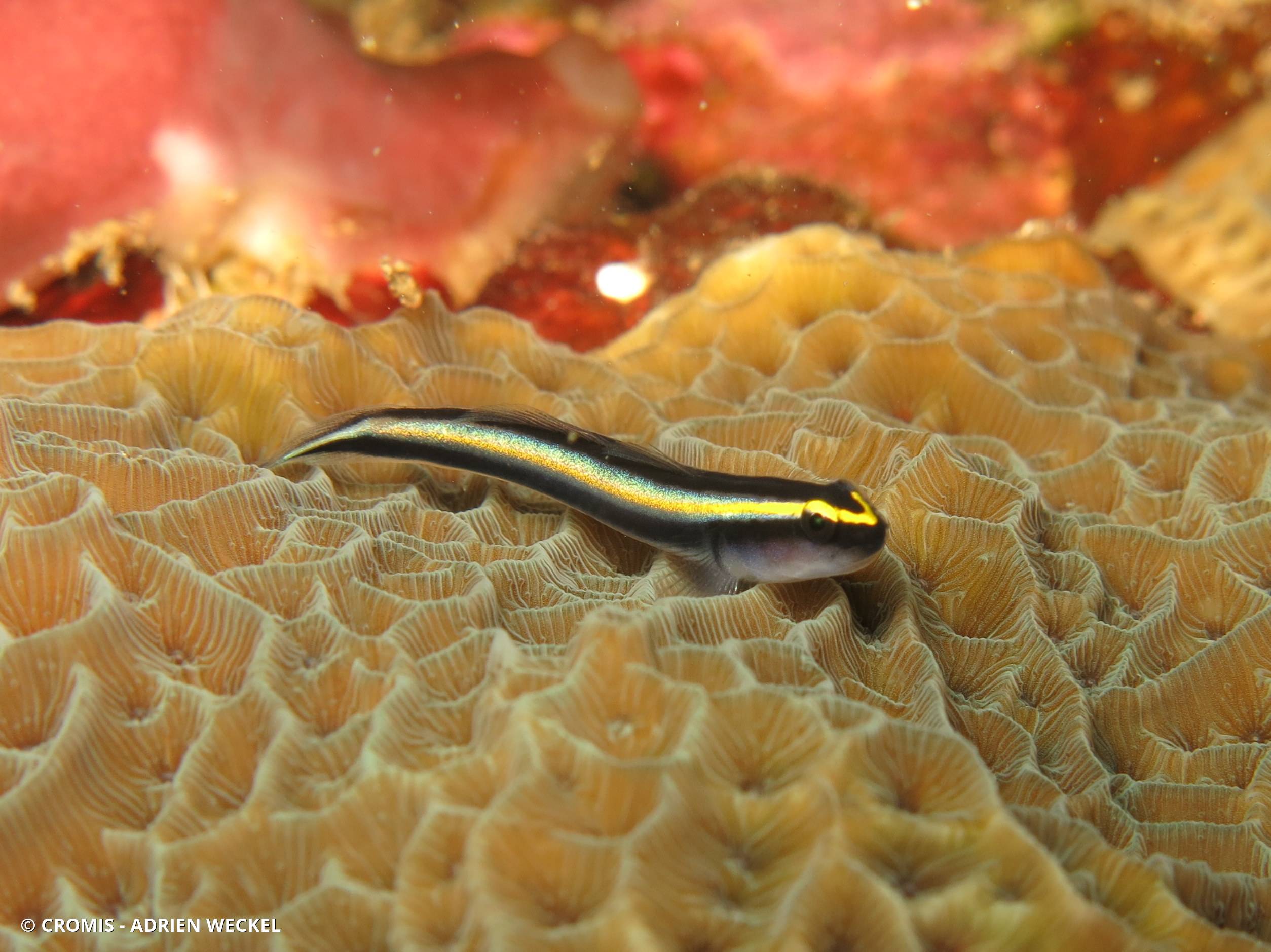 Gobie à museau de requin
