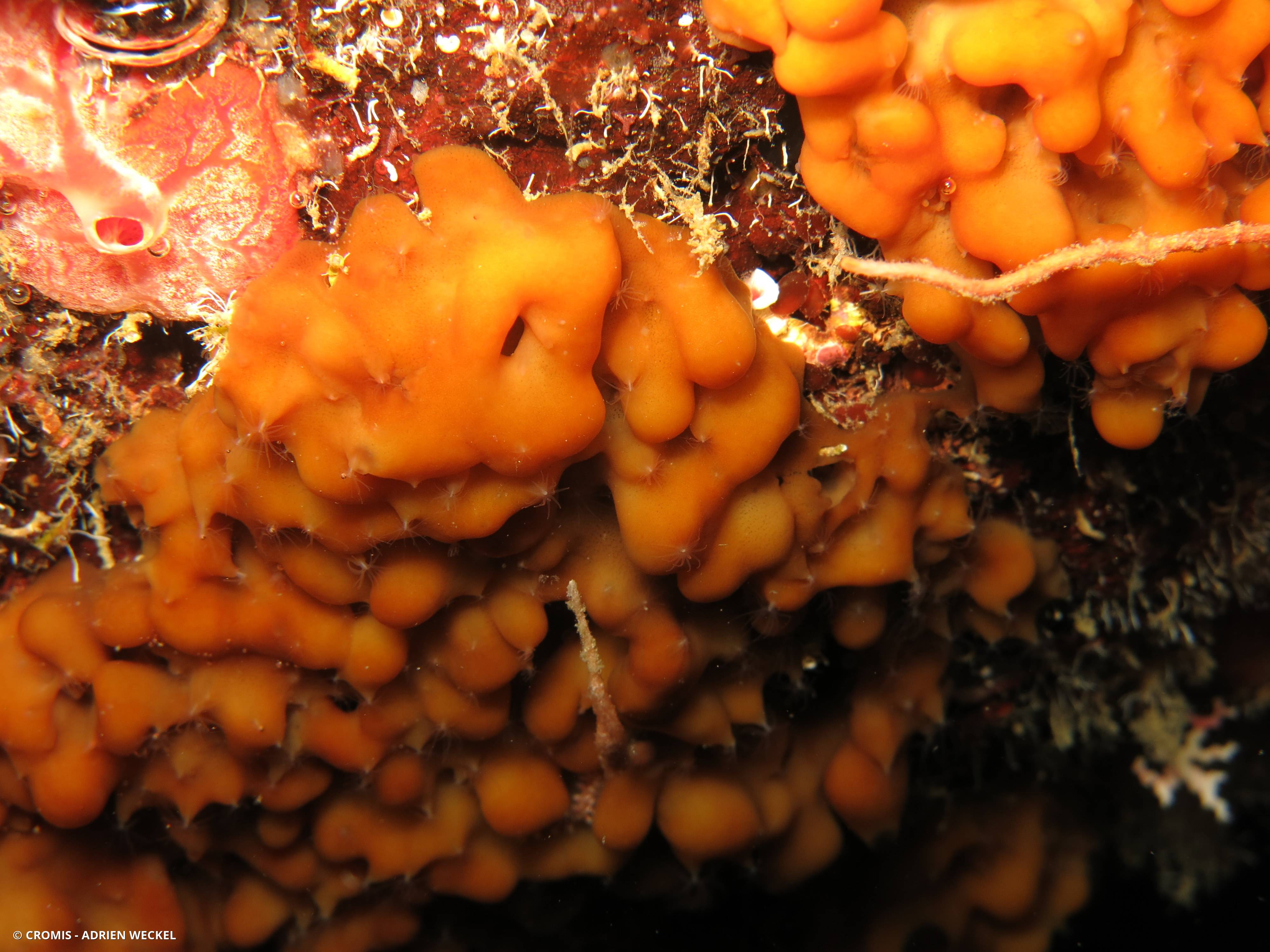 Plakina orangée des caraïbes