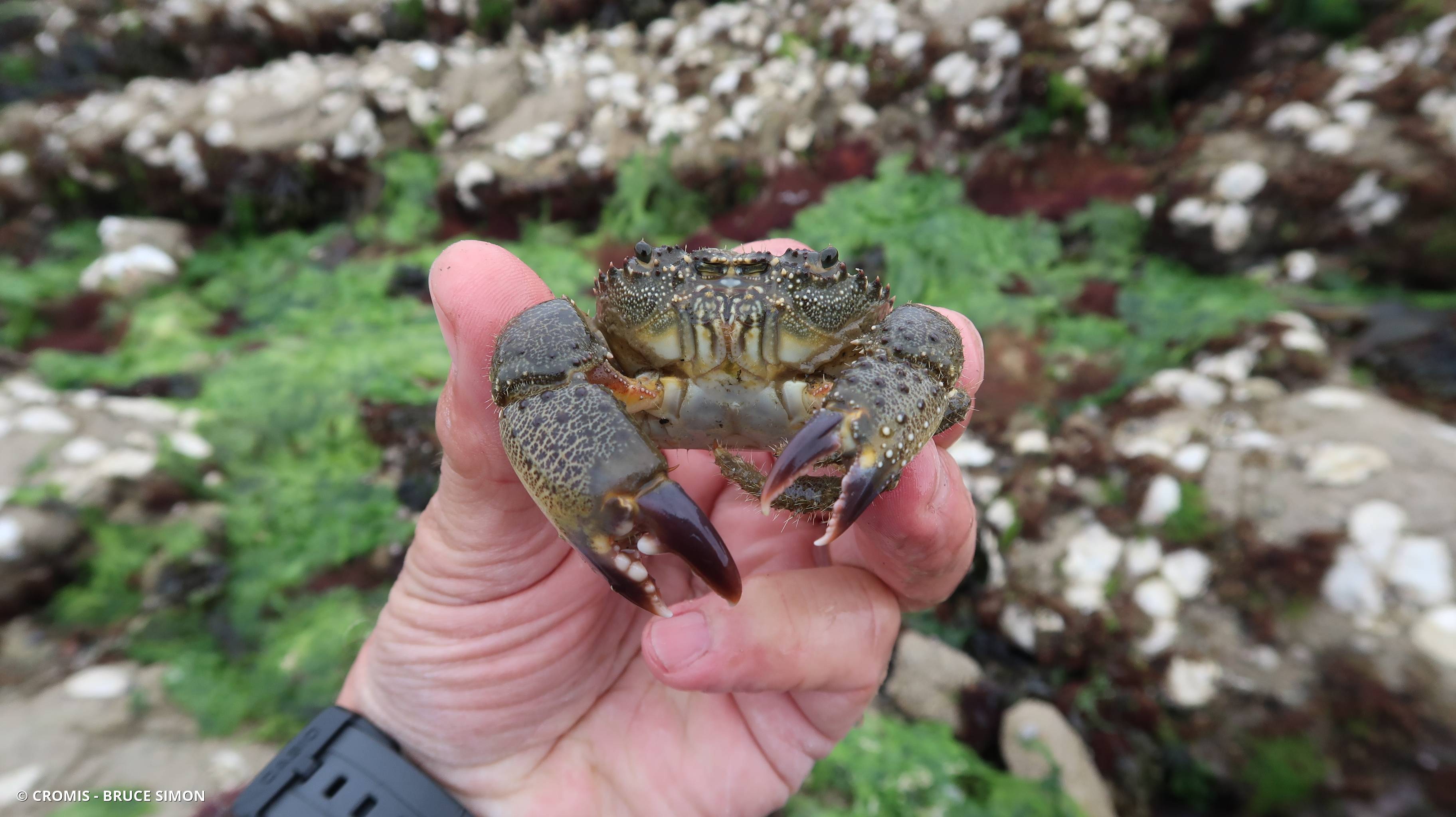 Crabe verruqueux
