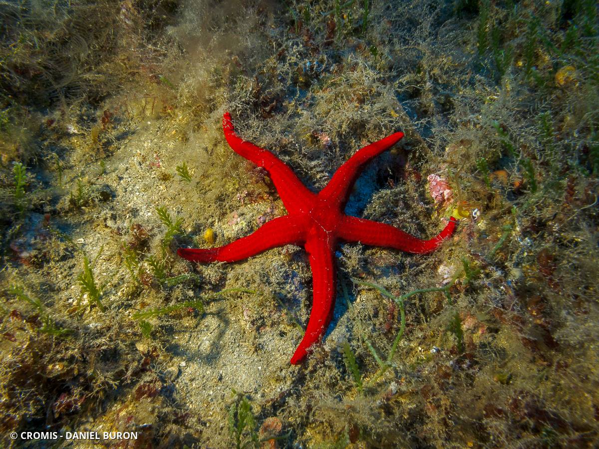 Etoile de mer lisse