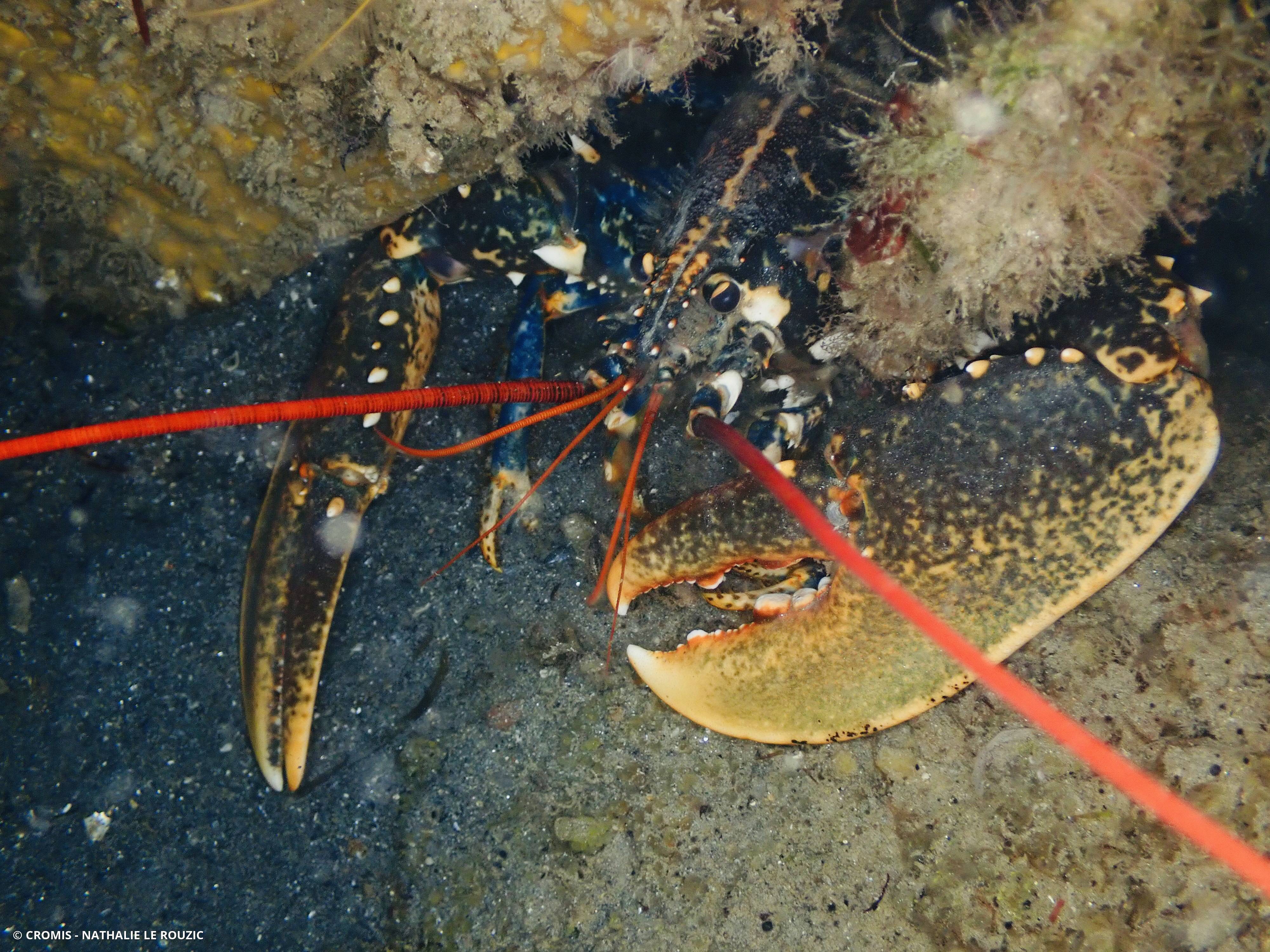 Homard européen