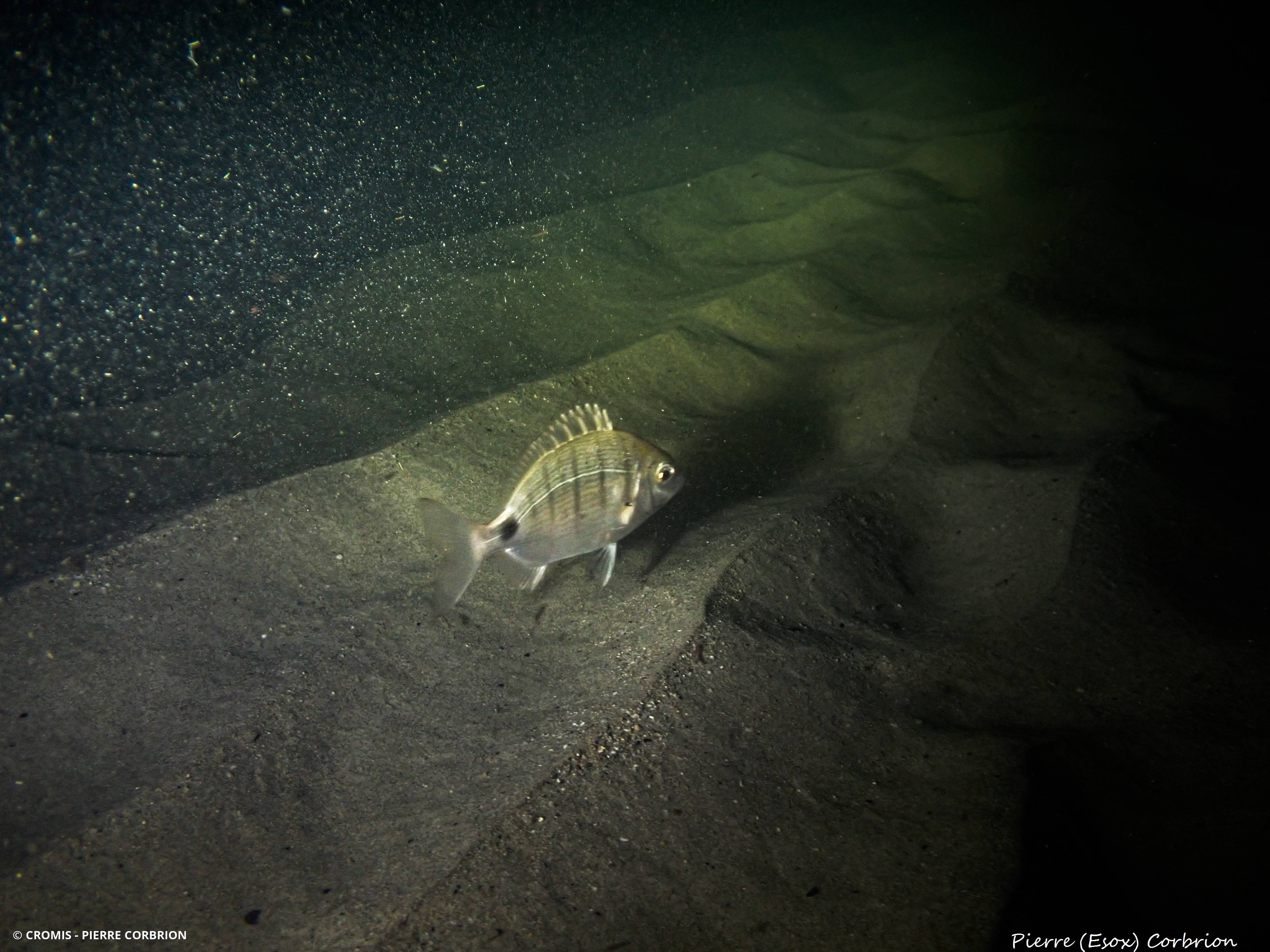 Sar commun Atlantique