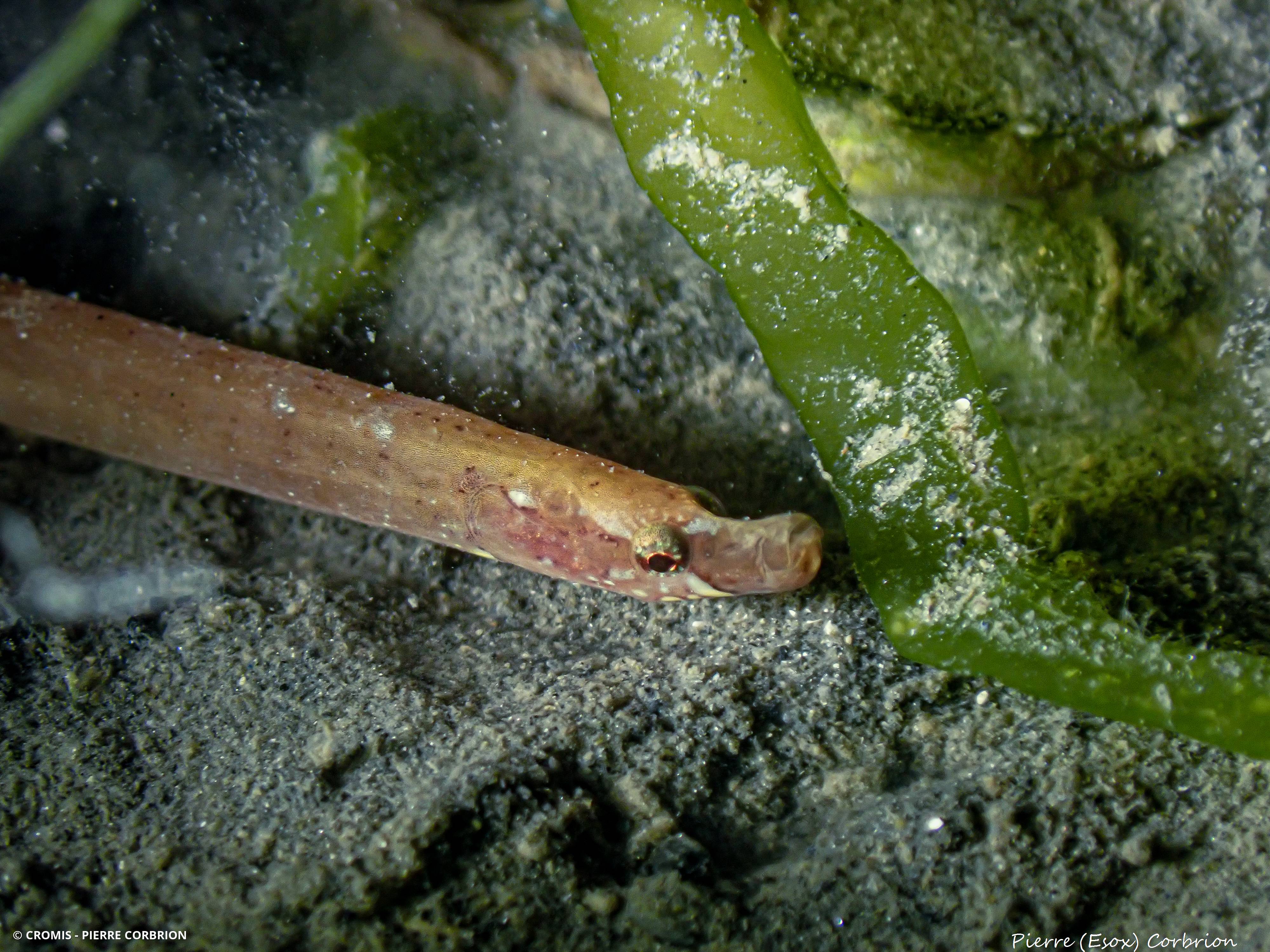 Nérophis lombric