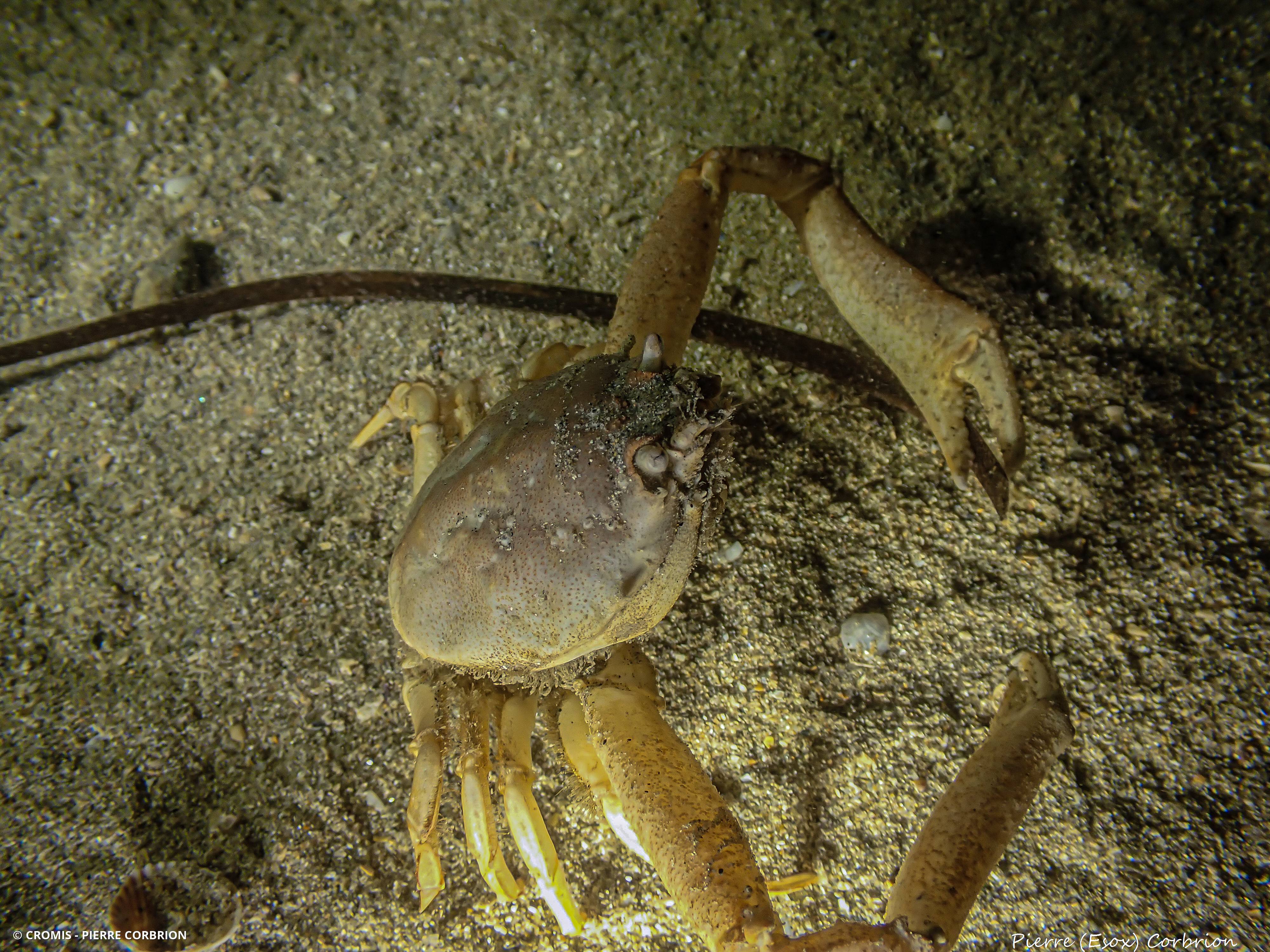 Crabe masqué