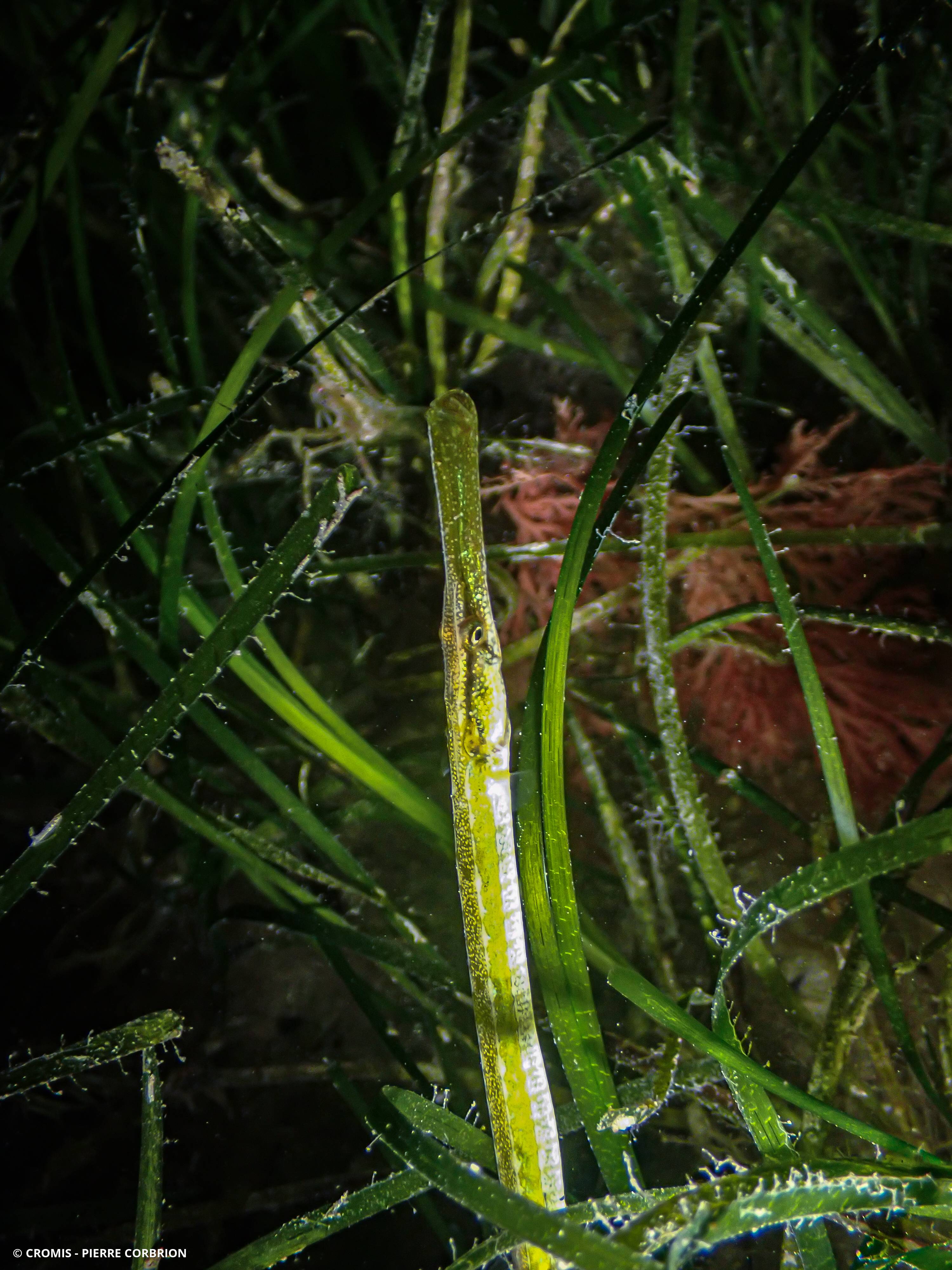 Siphonostome
