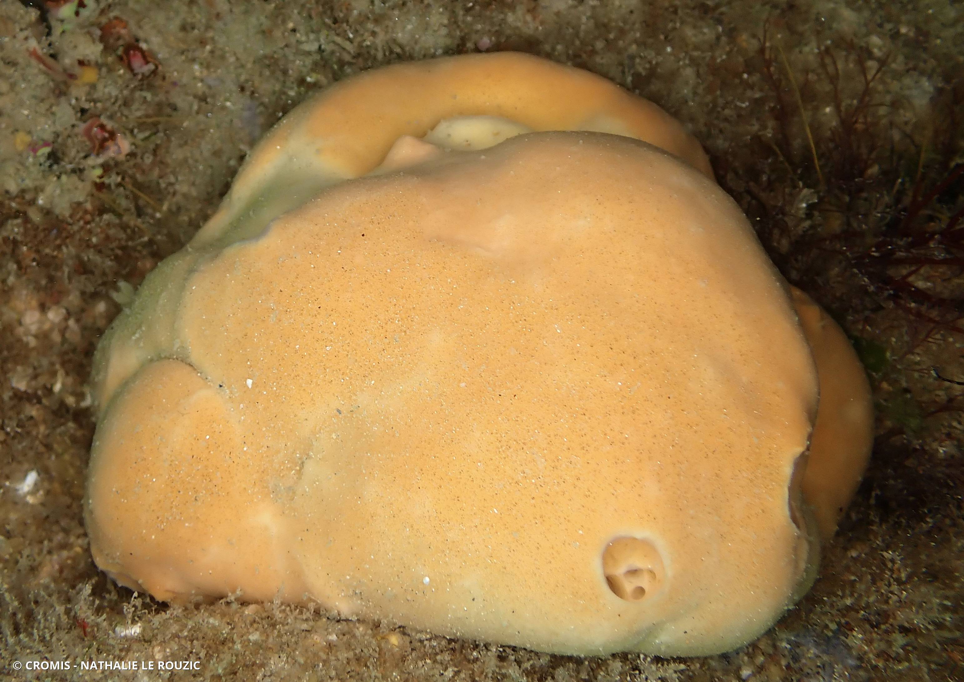 Subérite figue