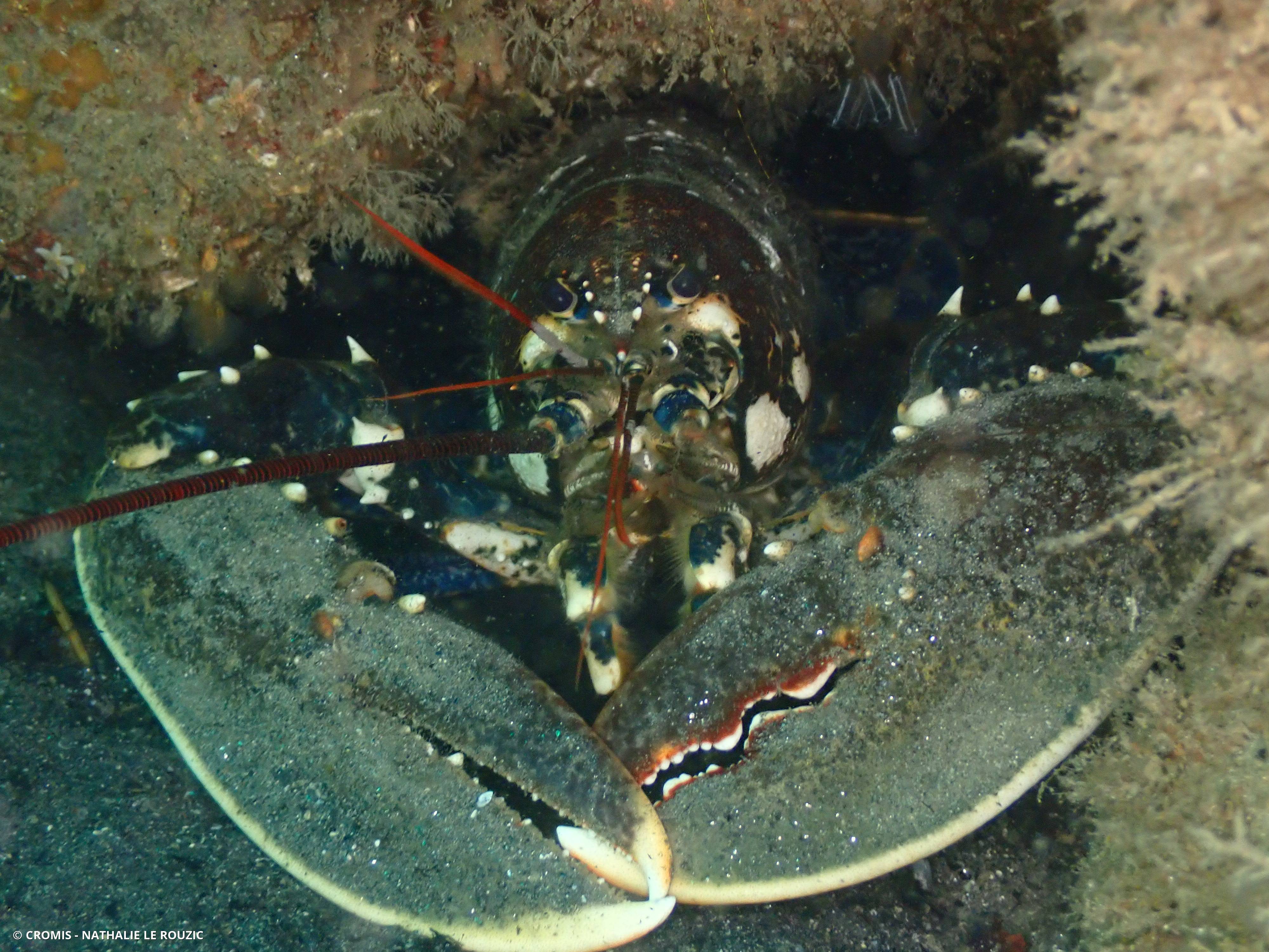 Homard européen