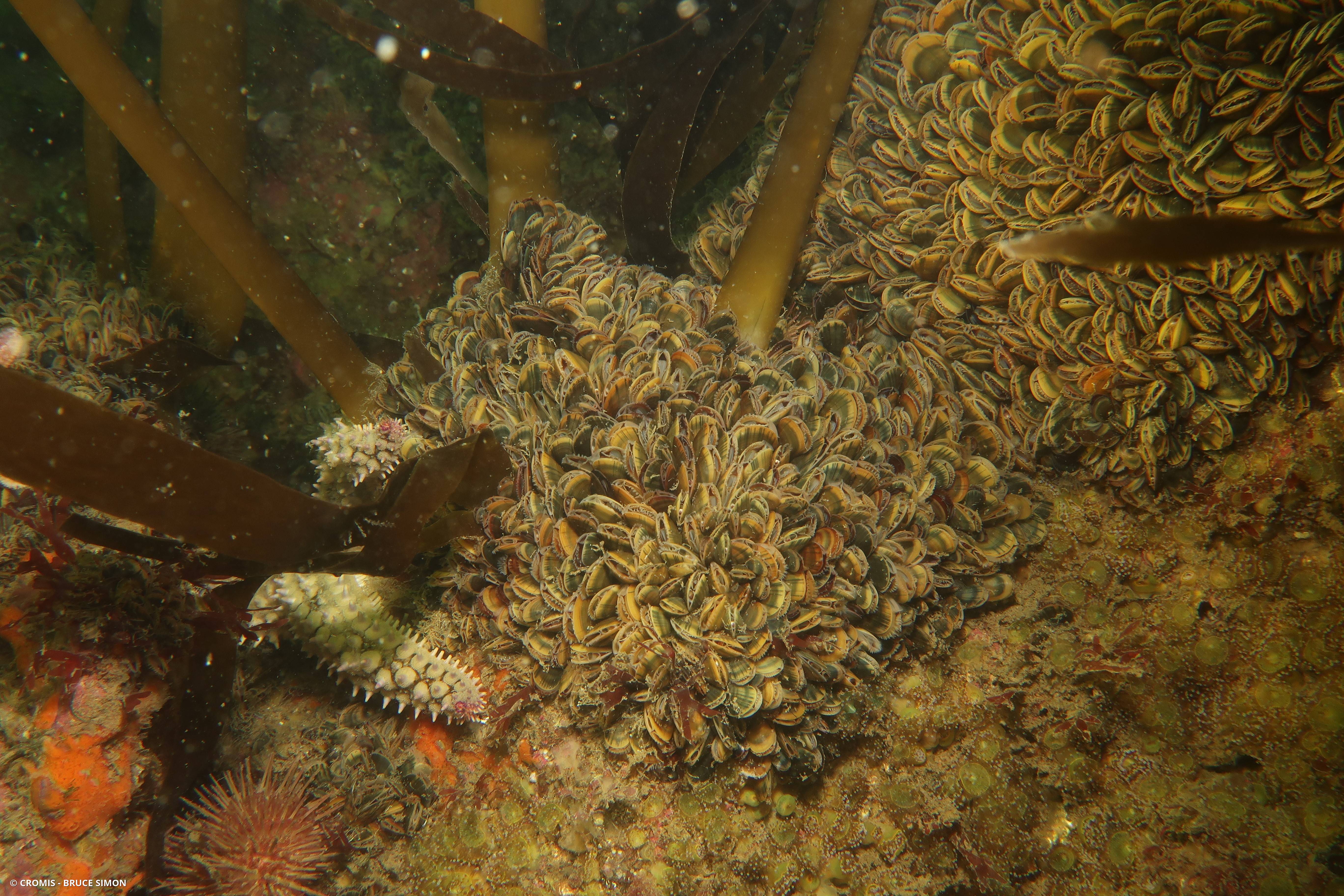 Moule commune