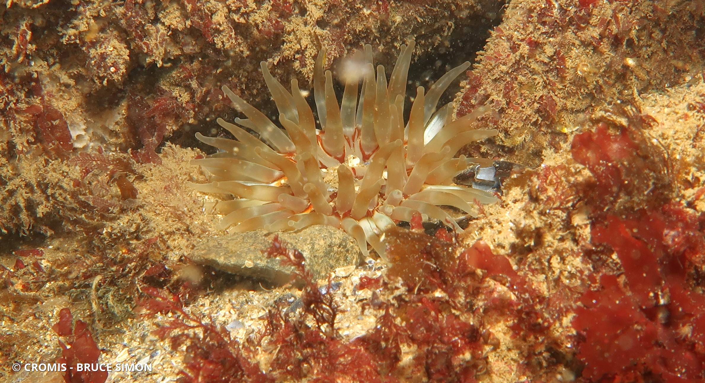 Dahlia de mer