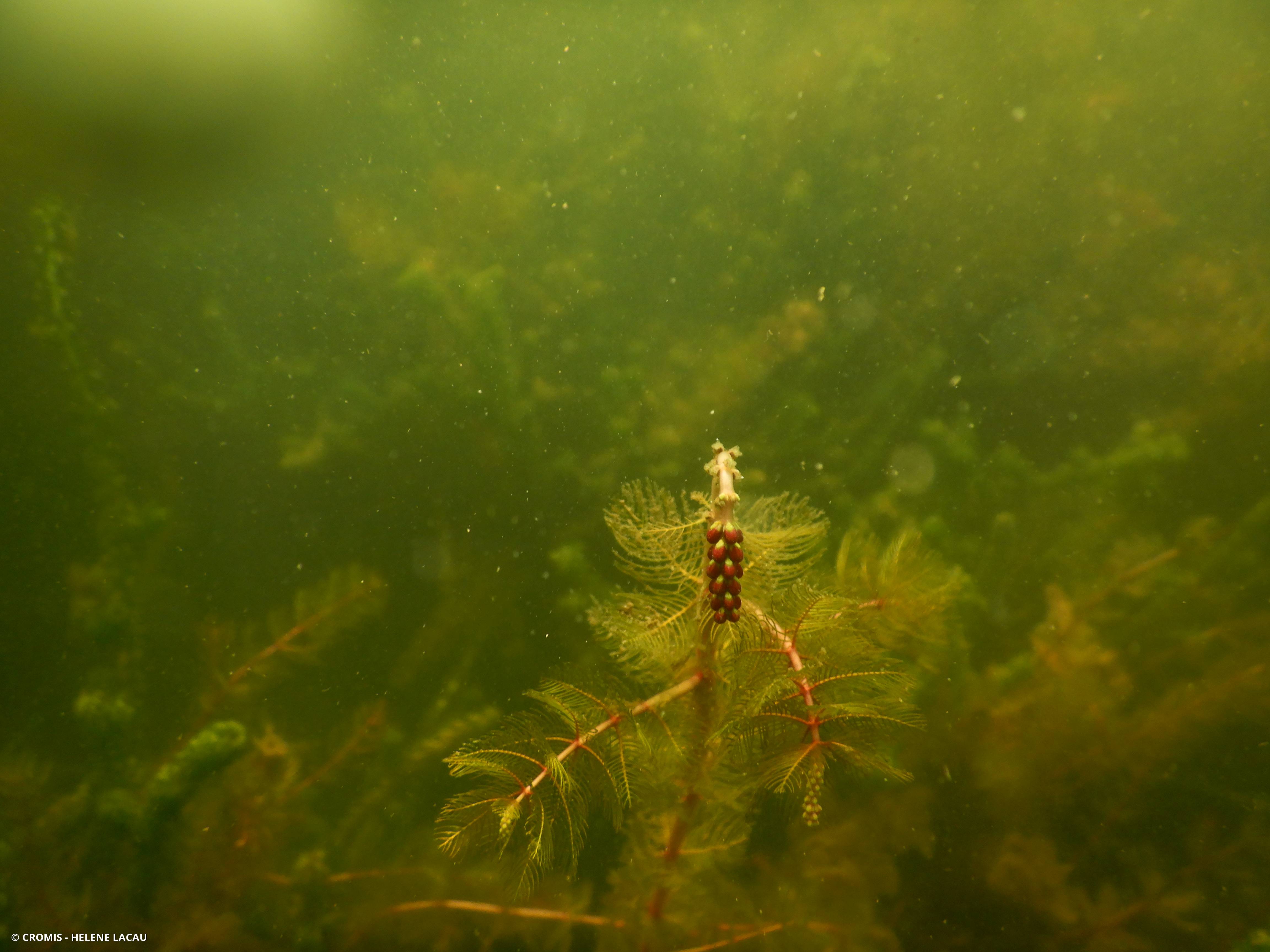 Myriophylle