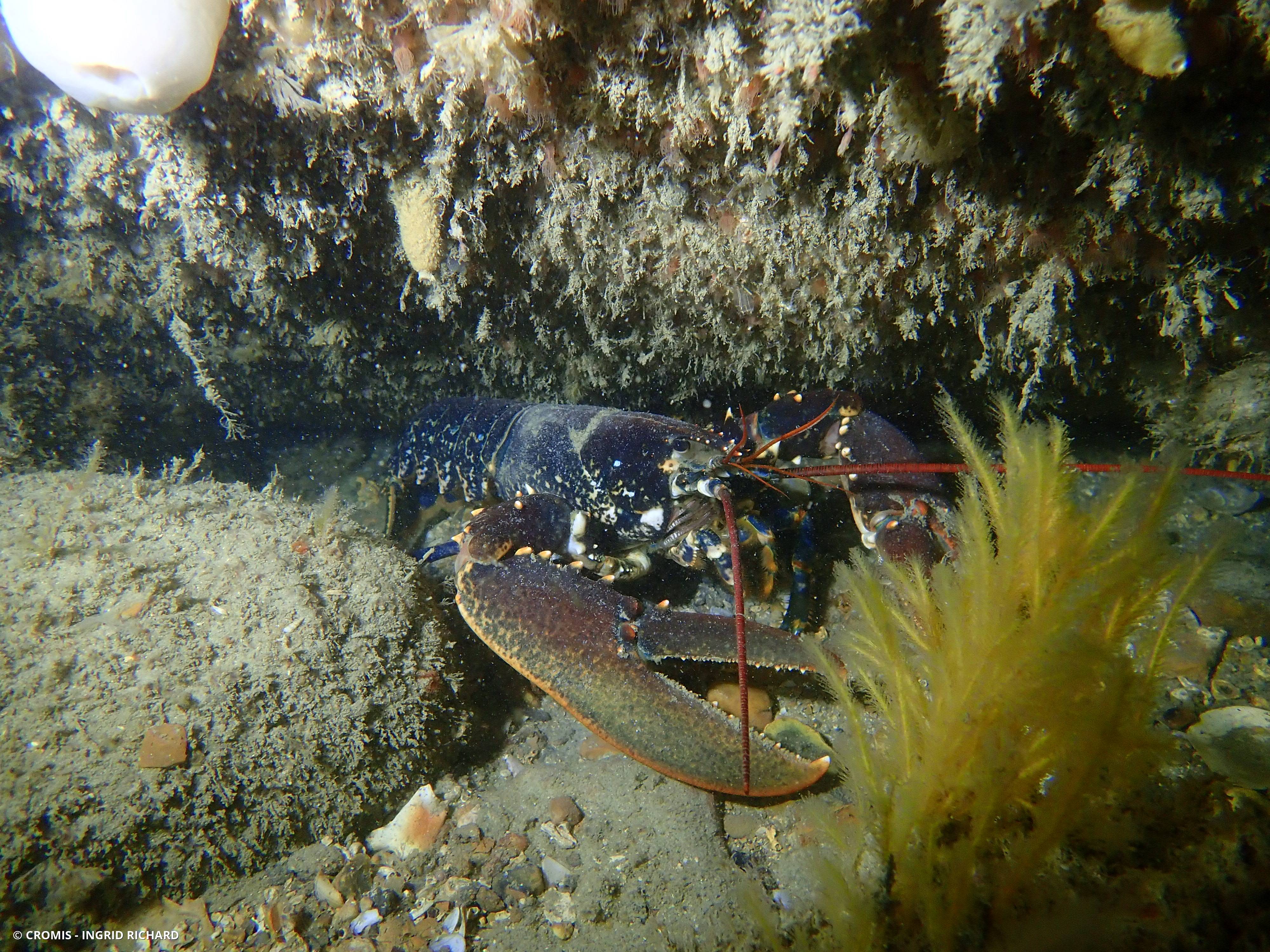 Homard européen