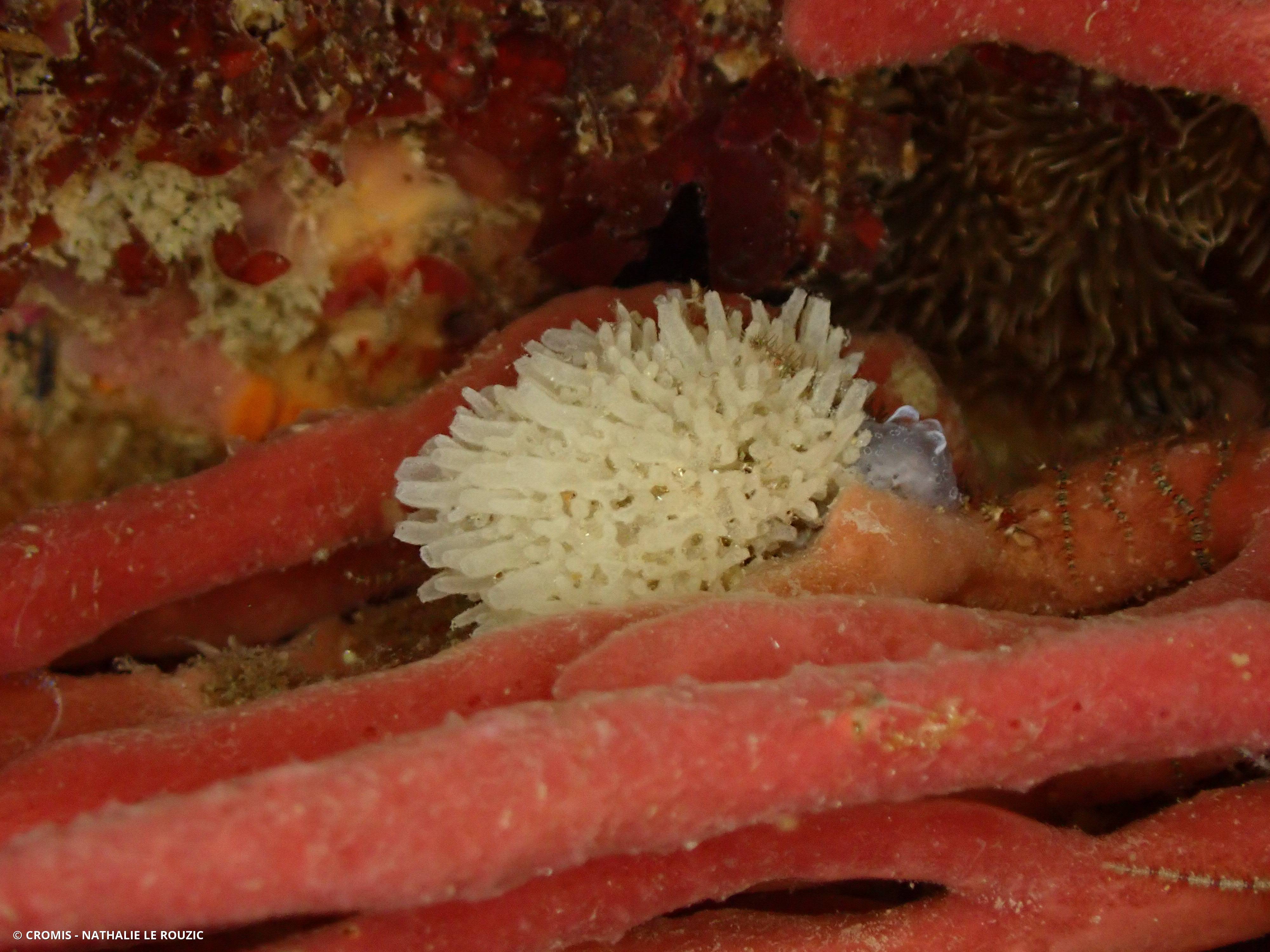 Clathrine tubulaire